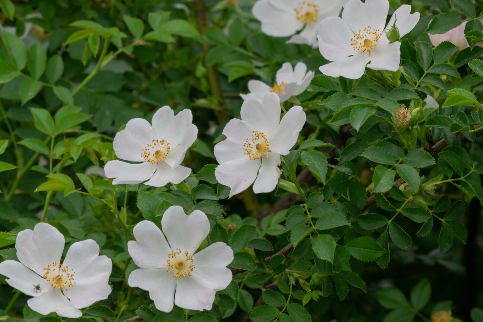Nikon D3300 sample photo. Green, foliage, nature photography