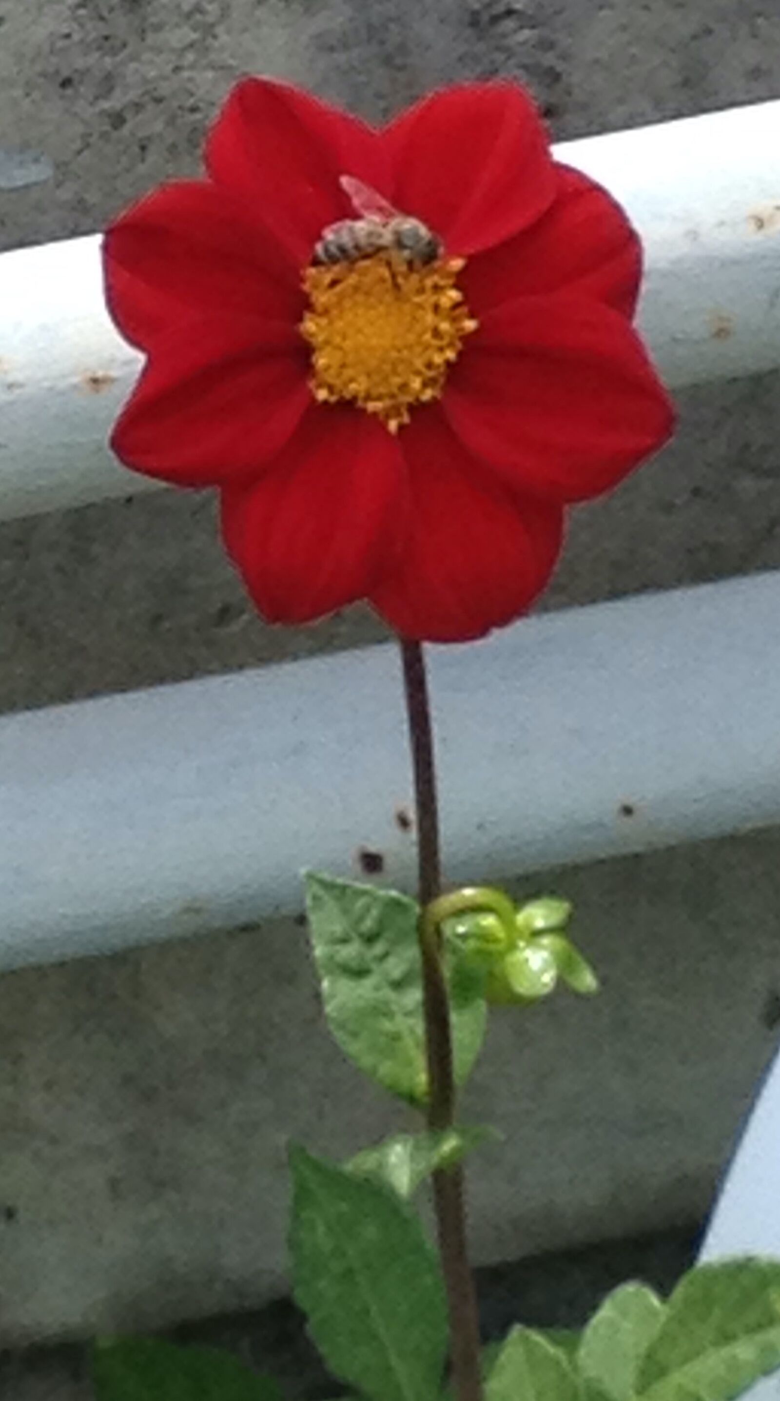 Apple iPhone 4S sample photo. Flower, garden, botany photography