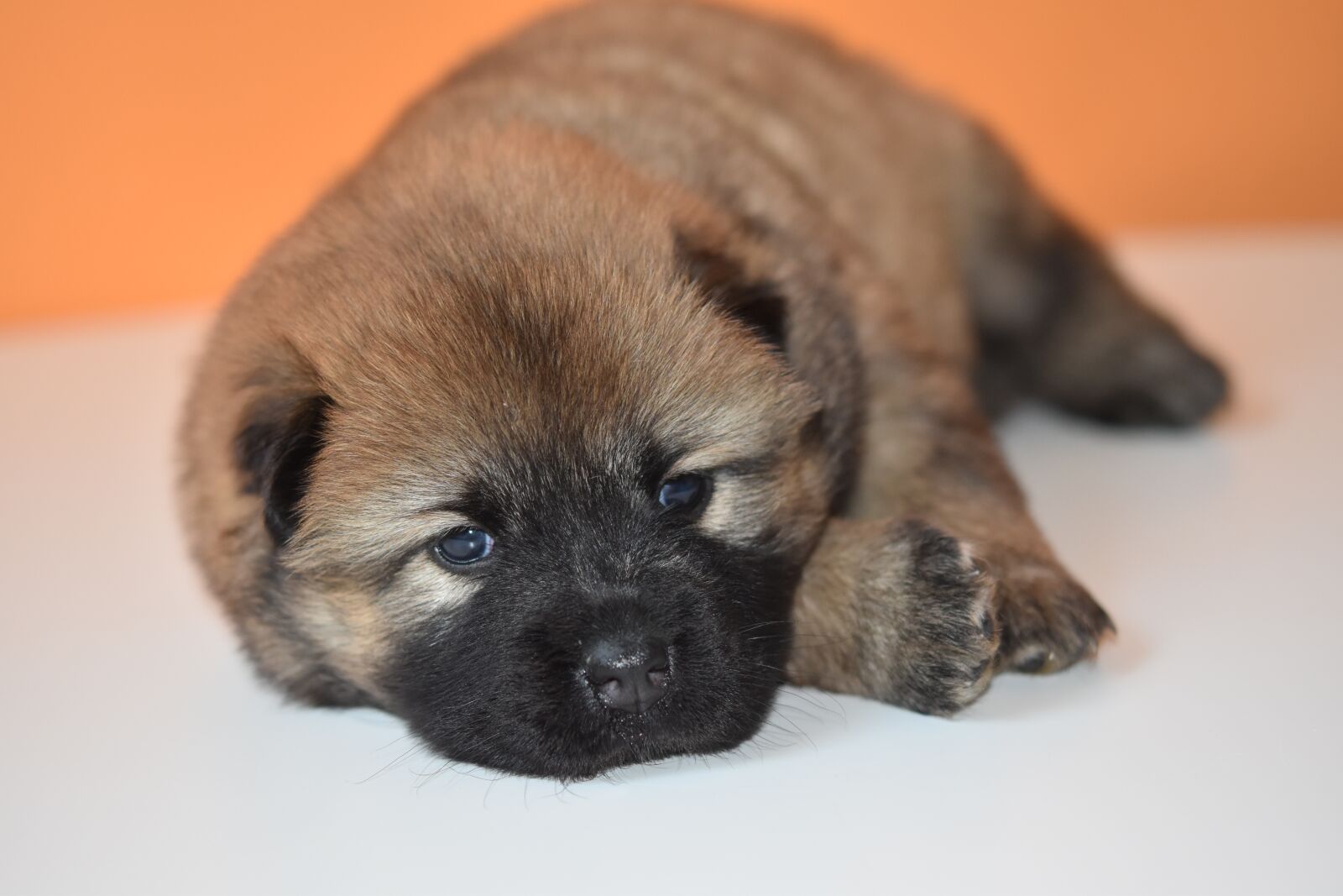 Nikon D5600 sample photo. Puppy, dog, bitch photography