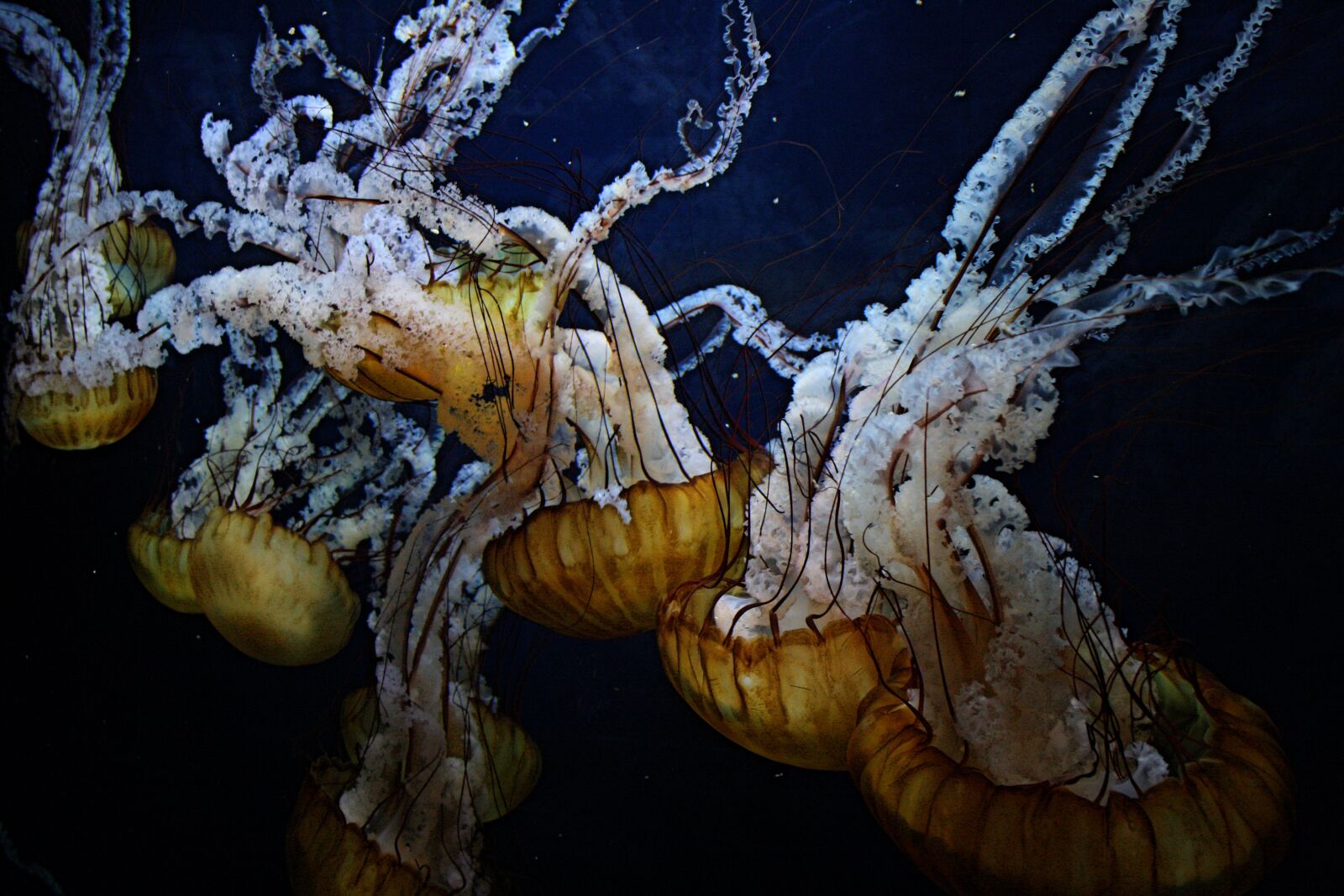 Canon EOS 1000D (EOS Digital Rebel XS / EOS Kiss F) sample photo. Underwater, nature, sea photography
