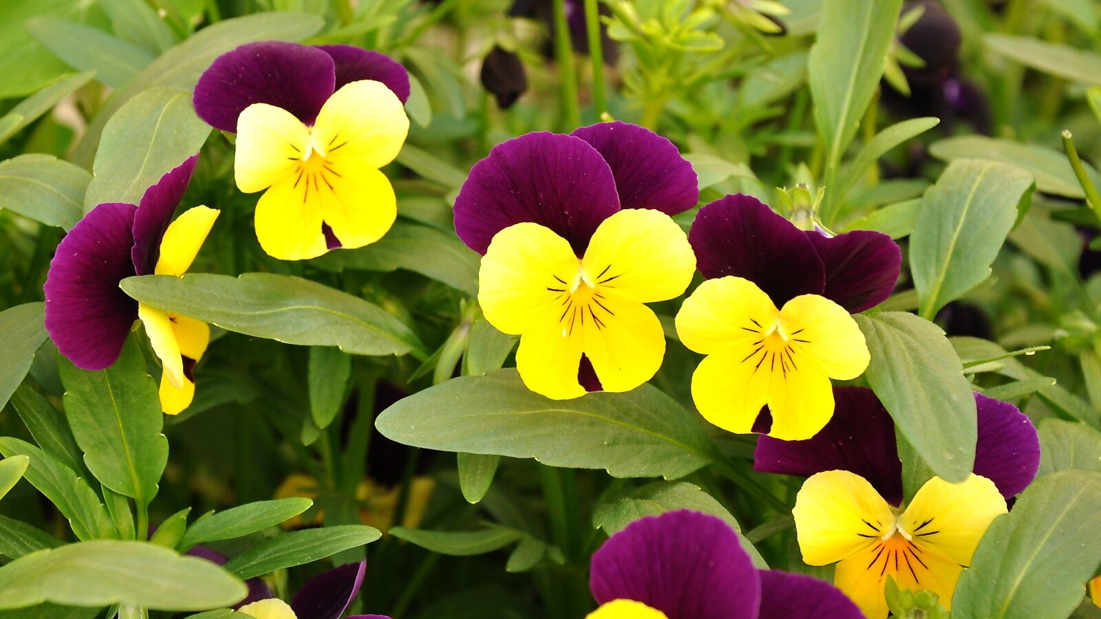 Nikon D90 sample photo. Pansy, flower, flower garden photography