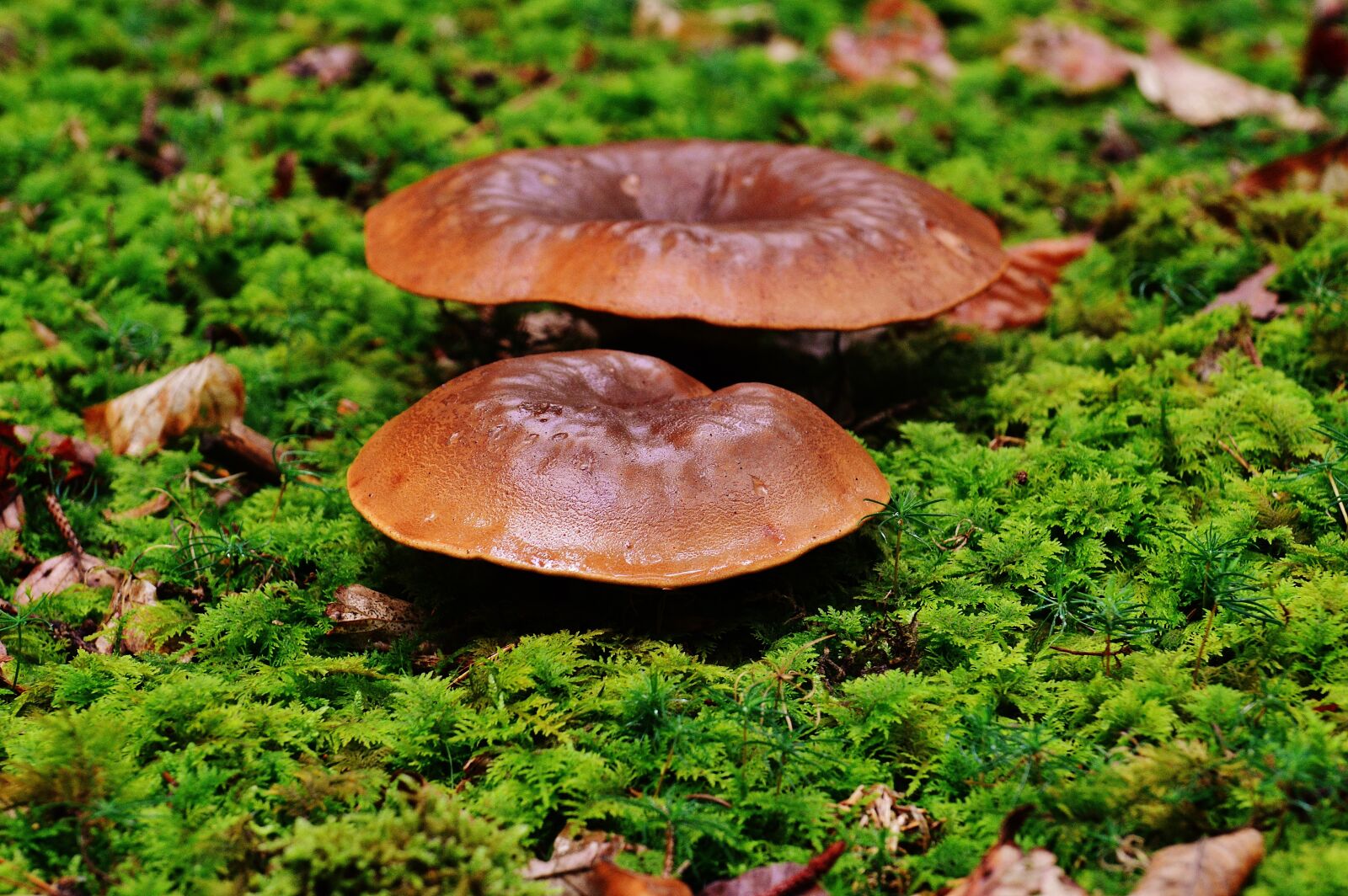 Nikon D3200 sample photo. Mushrooms, forest, nature photography