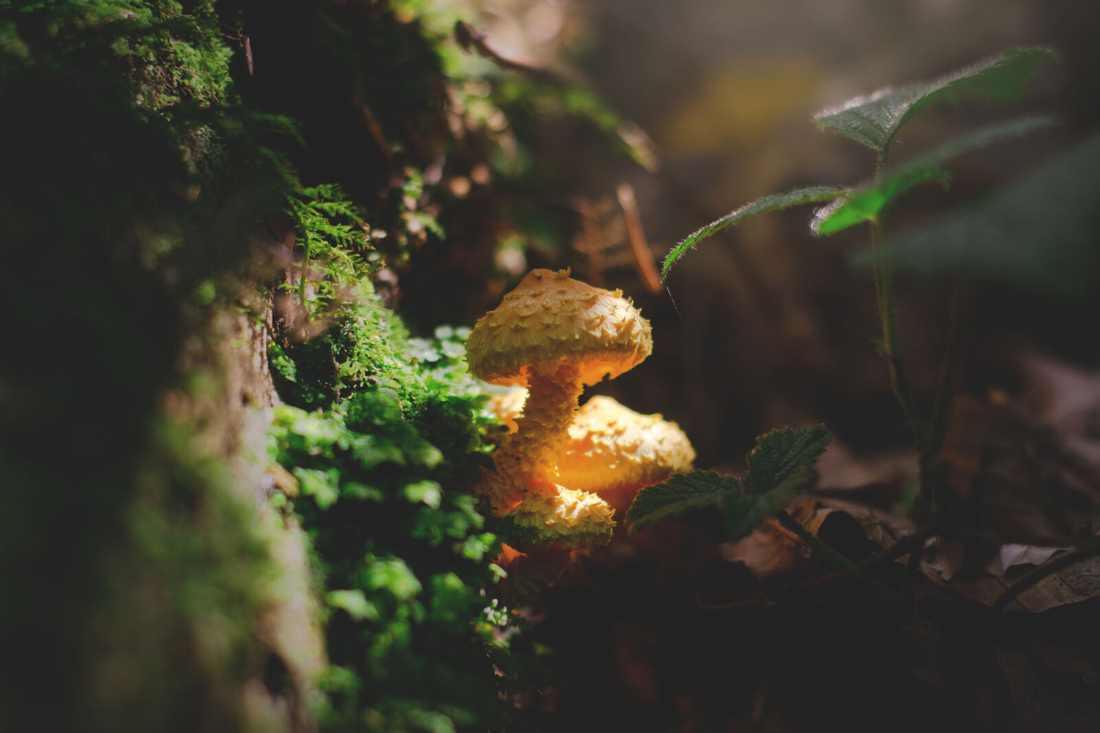 Nikon D5300 sample photo. Daylight, environment, fungus, ground photography