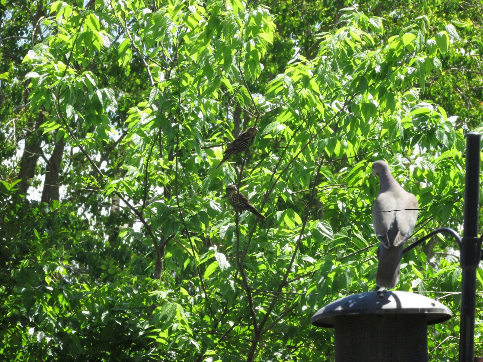 Canon PowerShot SX500 IS sample photo. Dove, love, dove, tortolitas photography