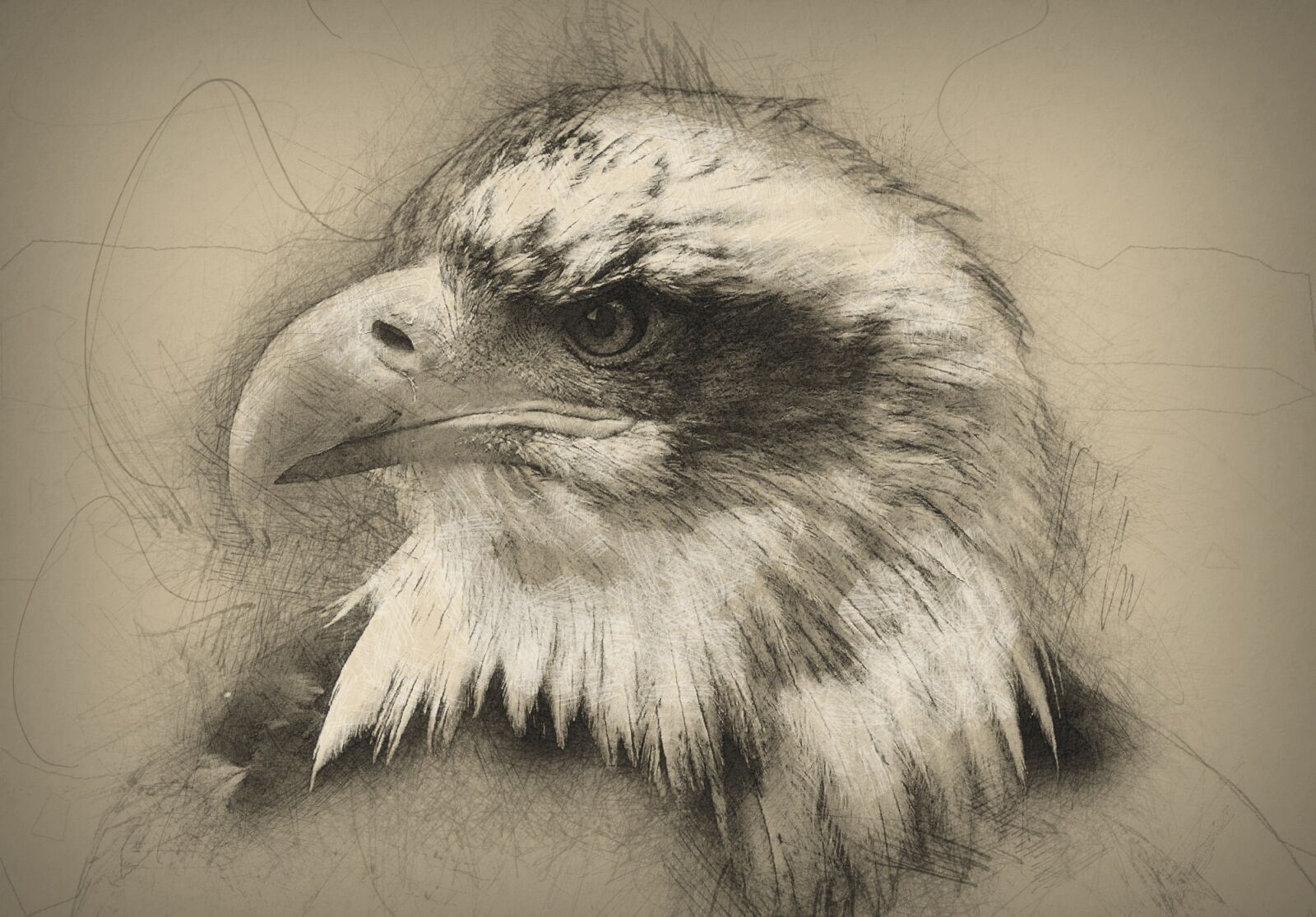 Olympus C750UZ sample photo. Bald eagle, hand drawn photography