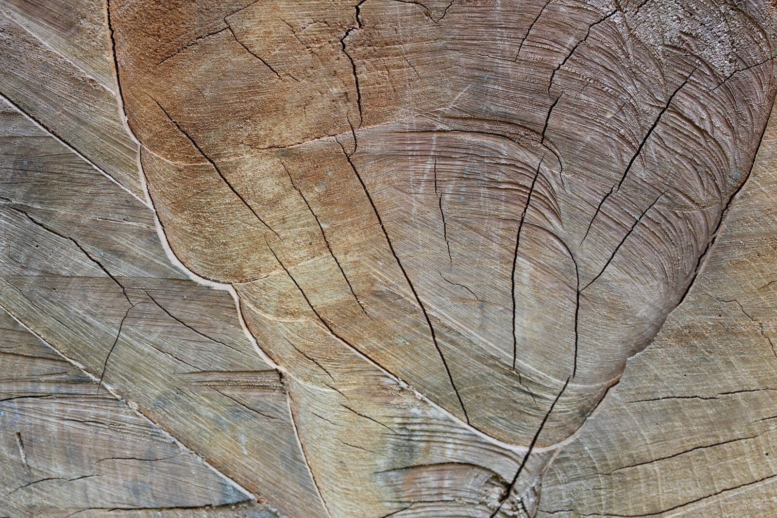 Canon EOS 60D sample photo. Wood, letokruh, tree photography