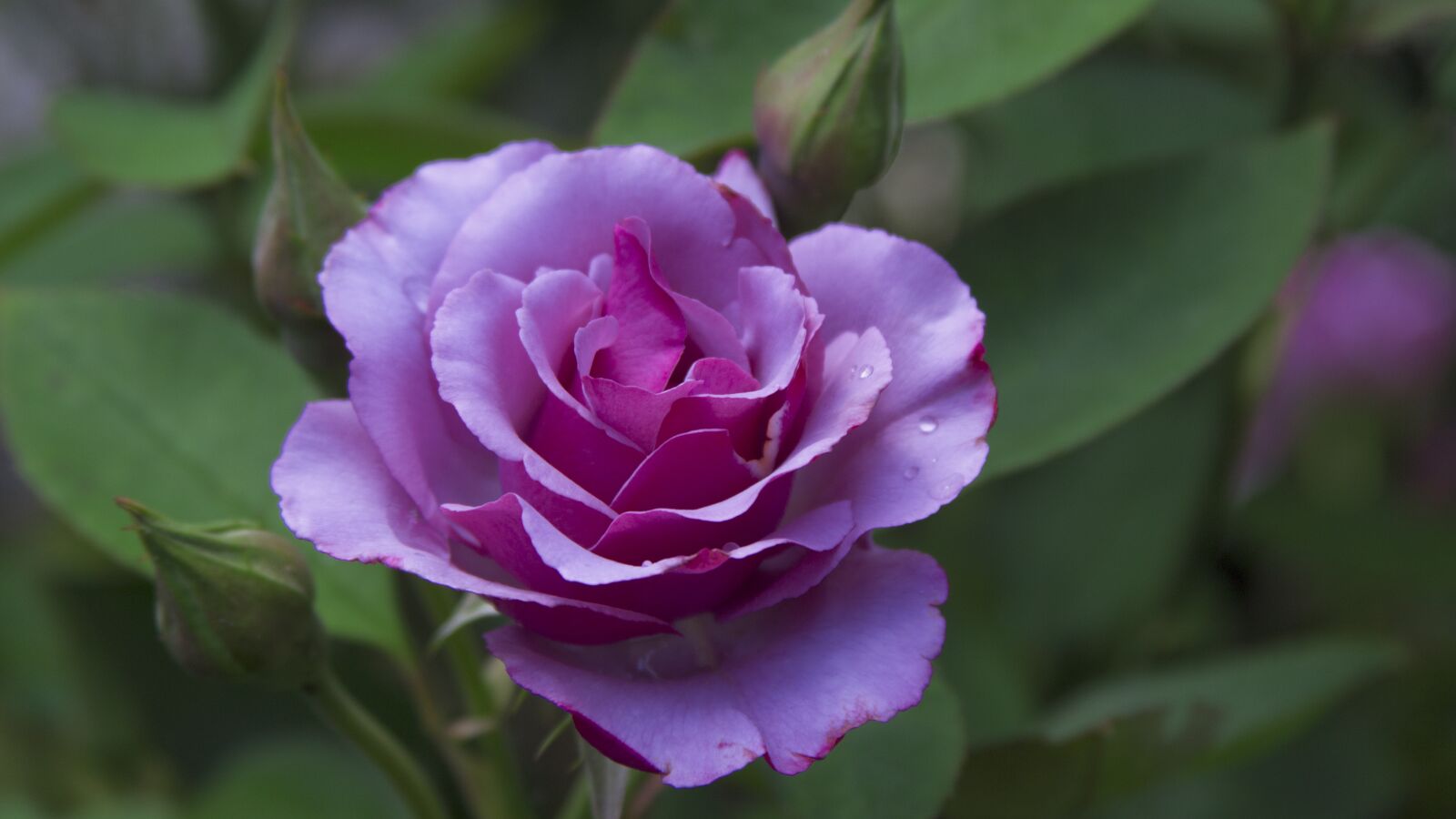 Canon EF 28-135mm F3.5-5.6 IS USM sample photo. Rose, rose bloom, romantic photography