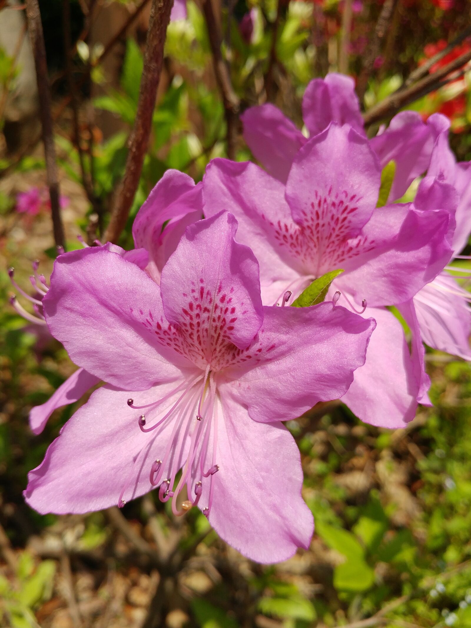 LG G5 sample photo. Flowers, nature, some people photography