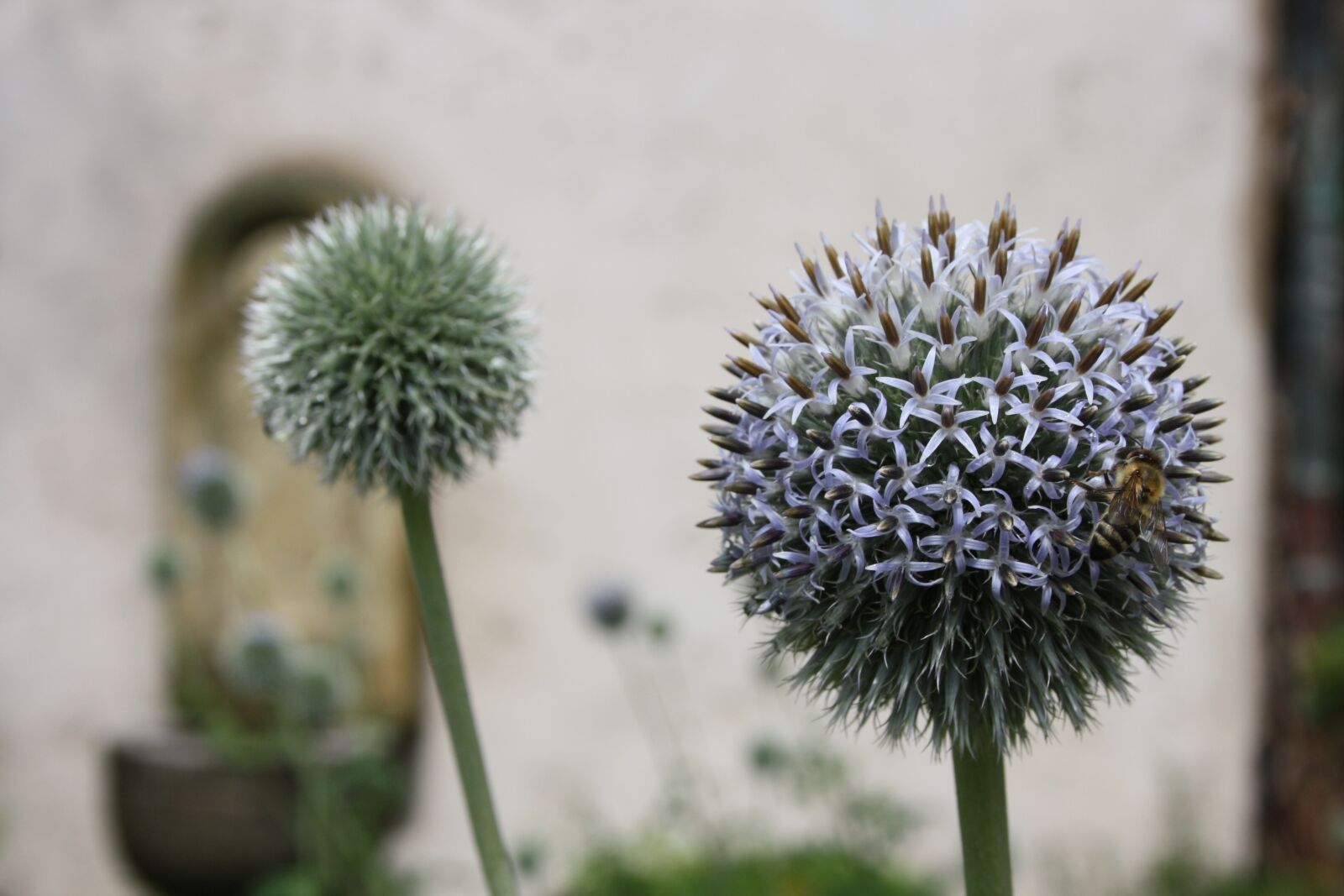 Canon EOS 1000D (EOS Digital Rebel XS / EOS Kiss F) sample photo. Bee, flower, wasp photography
