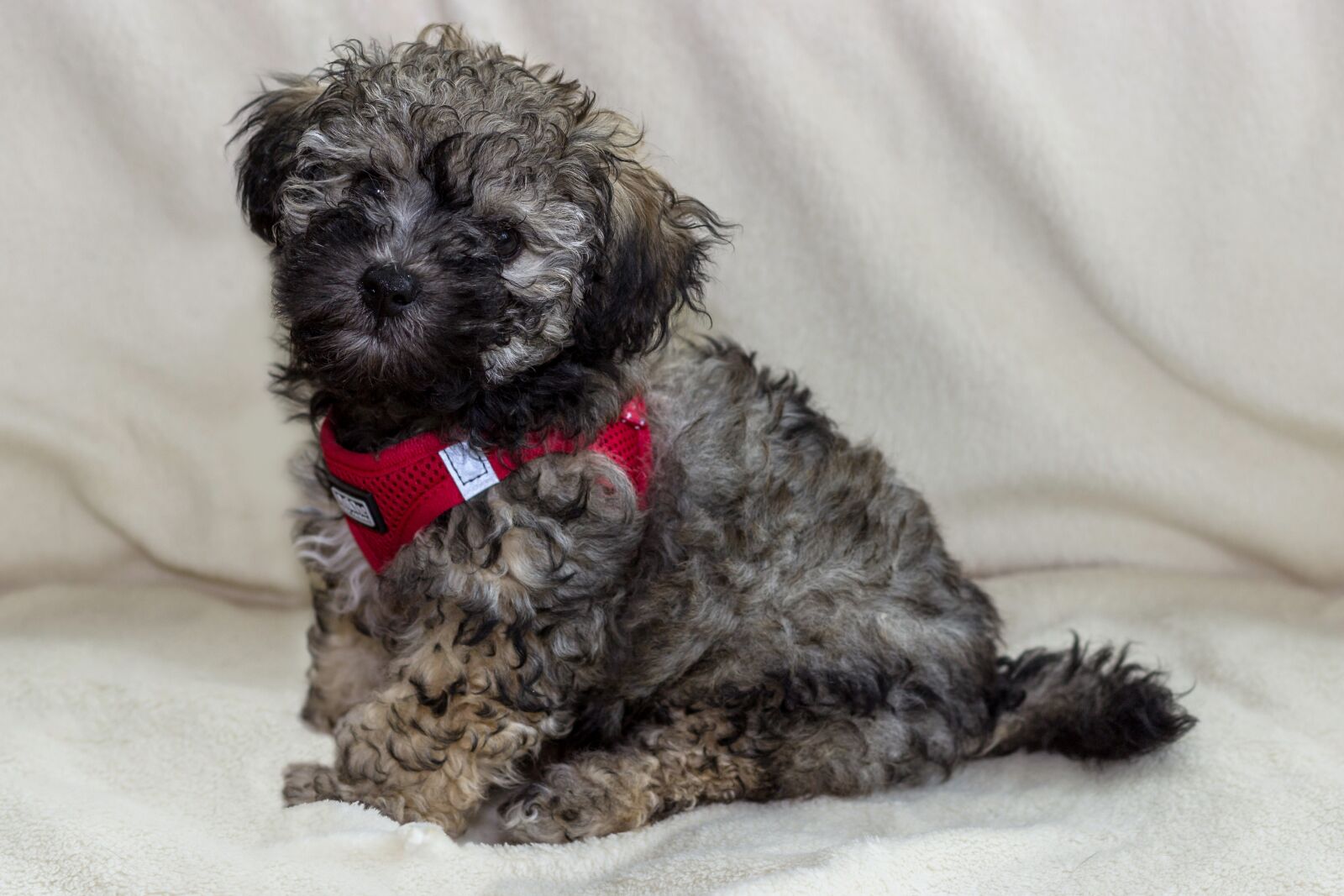 Canon EOS 600D (Rebel EOS T3i / EOS Kiss X5) + Canon EF 50mm F1.8 II sample photo. Dog, small, young photography