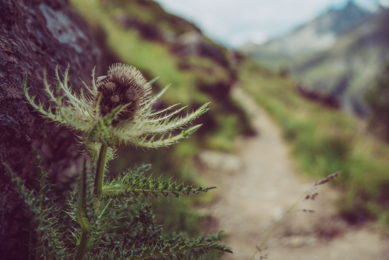 Nikon D750 sample photo. Hiking, trail, mountain hiking photography