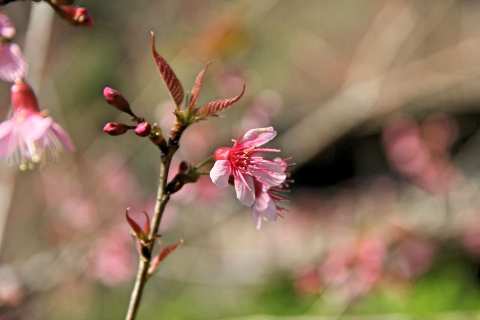 Canon EOS 550D (EOS Rebel T2i / EOS Kiss X4) sample photo. Muangthai cherry, thailand, chiang photography