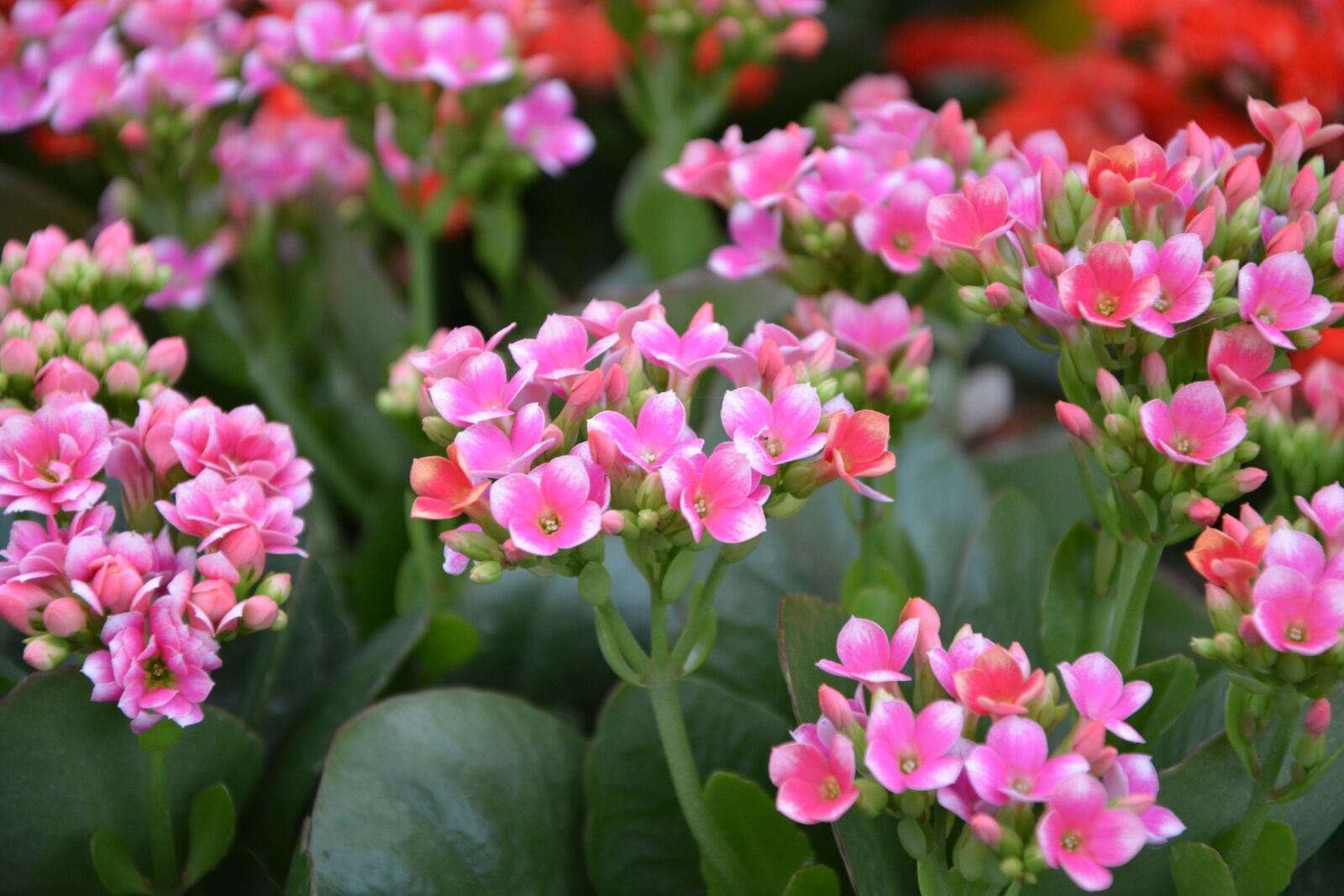 Nikon D5200 sample photo. Flowers, pink flower, kalancloé photography
