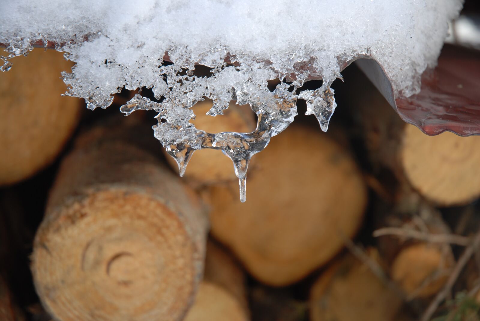 Nikon D80 sample photo. Trunks, icicle, winter photography