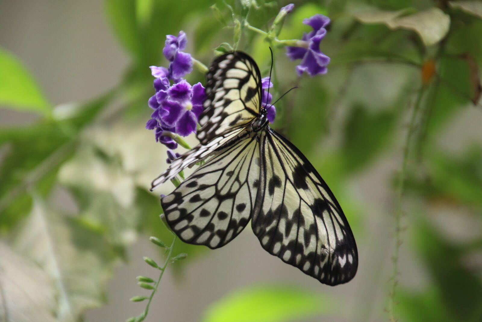Canon EOS 7D Mark II sample photo. Animal, beautiful, blur, bright photography