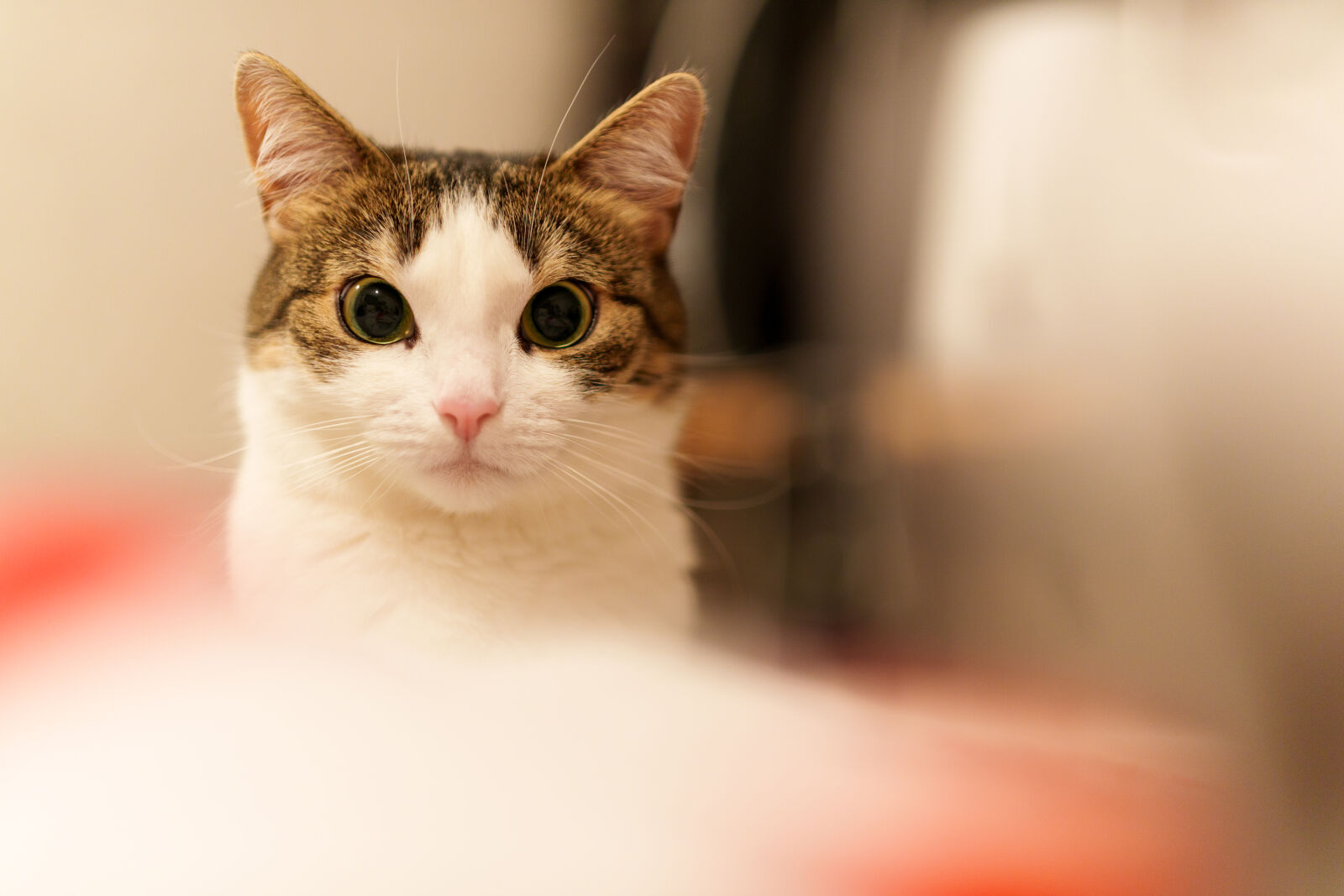 Sigma 50mm F1.4 DG DN Art sample photo. A cat of the photography