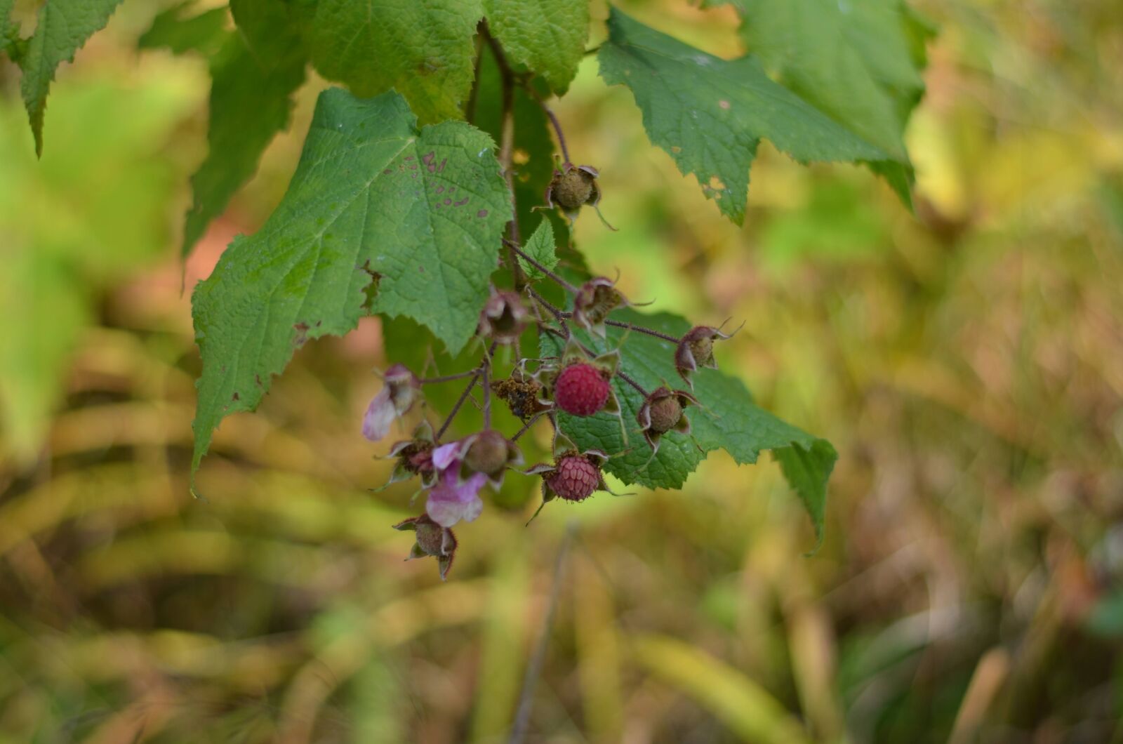 Nikon D5100 sample photo. Berries, fall, autumn photography