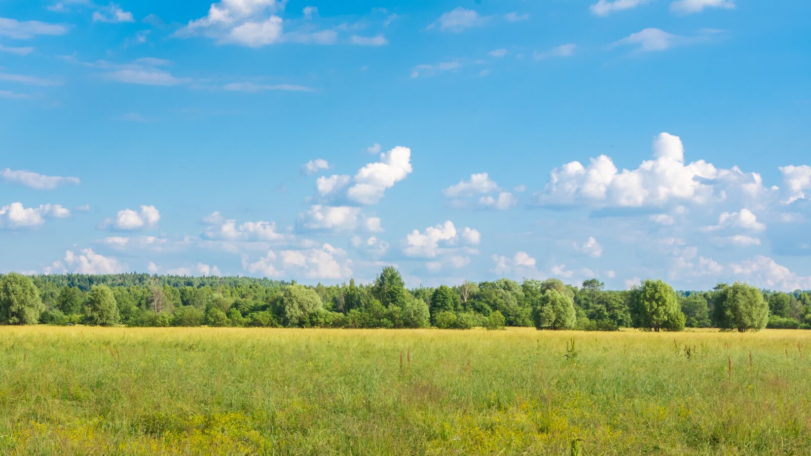 Nikon D7200 sample photo. Landscape, forest, trees photography