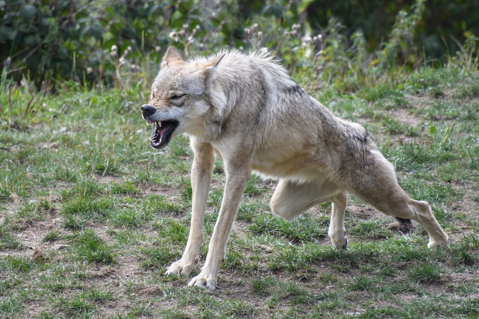 Nikon D500 sample photo. Wolf, yawn, hangover photography