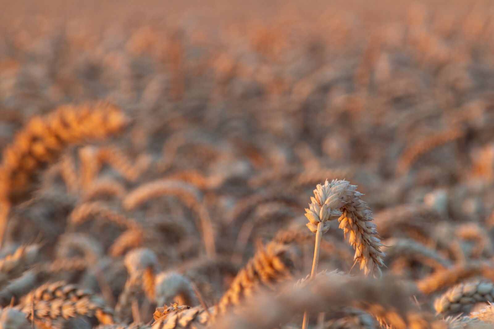 Canon EOS 100D (EOS Rebel SL1 / EOS Kiss X7) sample photo. Corn, field, harvest photography