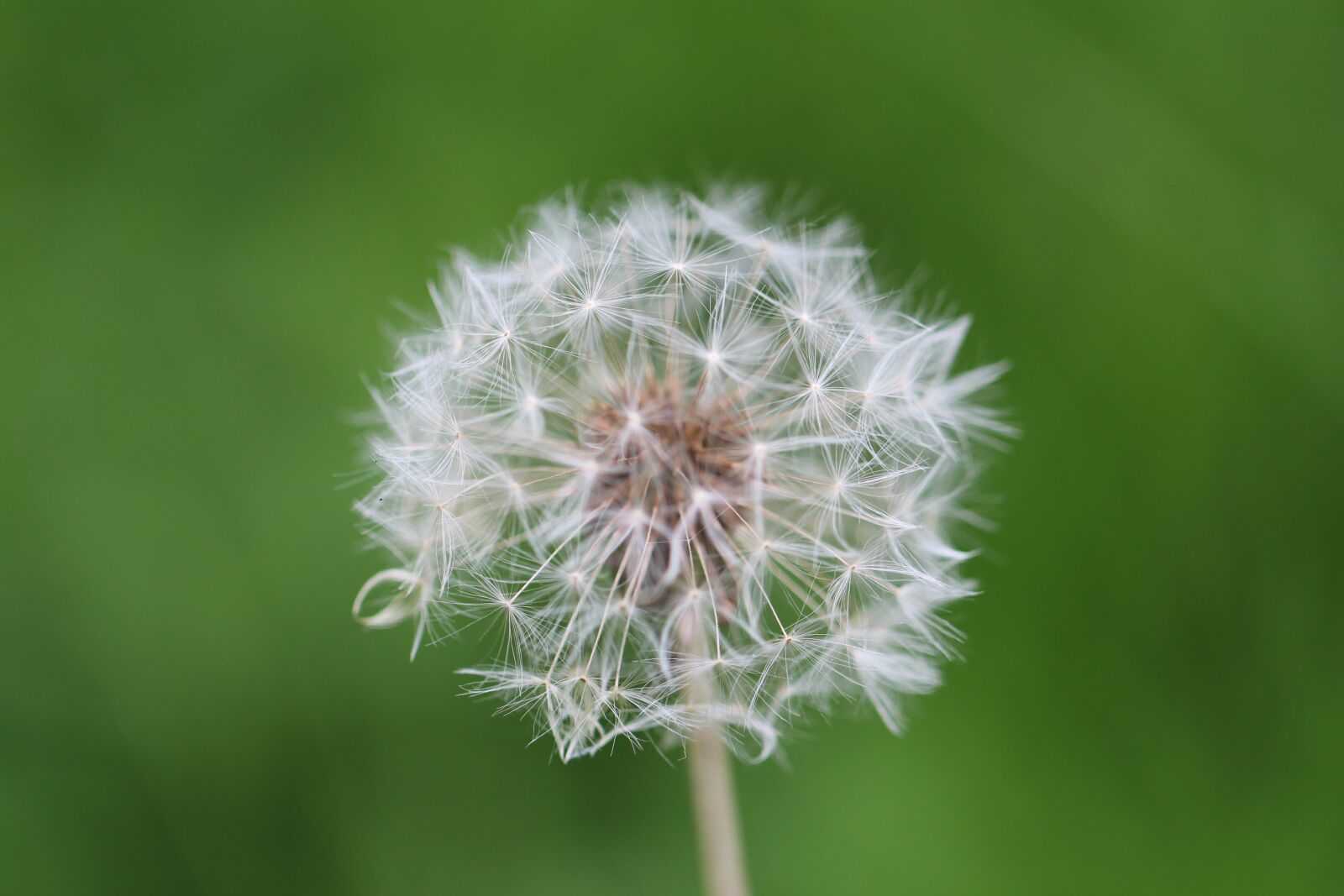 Canon EF 100mm F2.8L Macro IS USM sample photo. Dandelion, meadow, plant photography