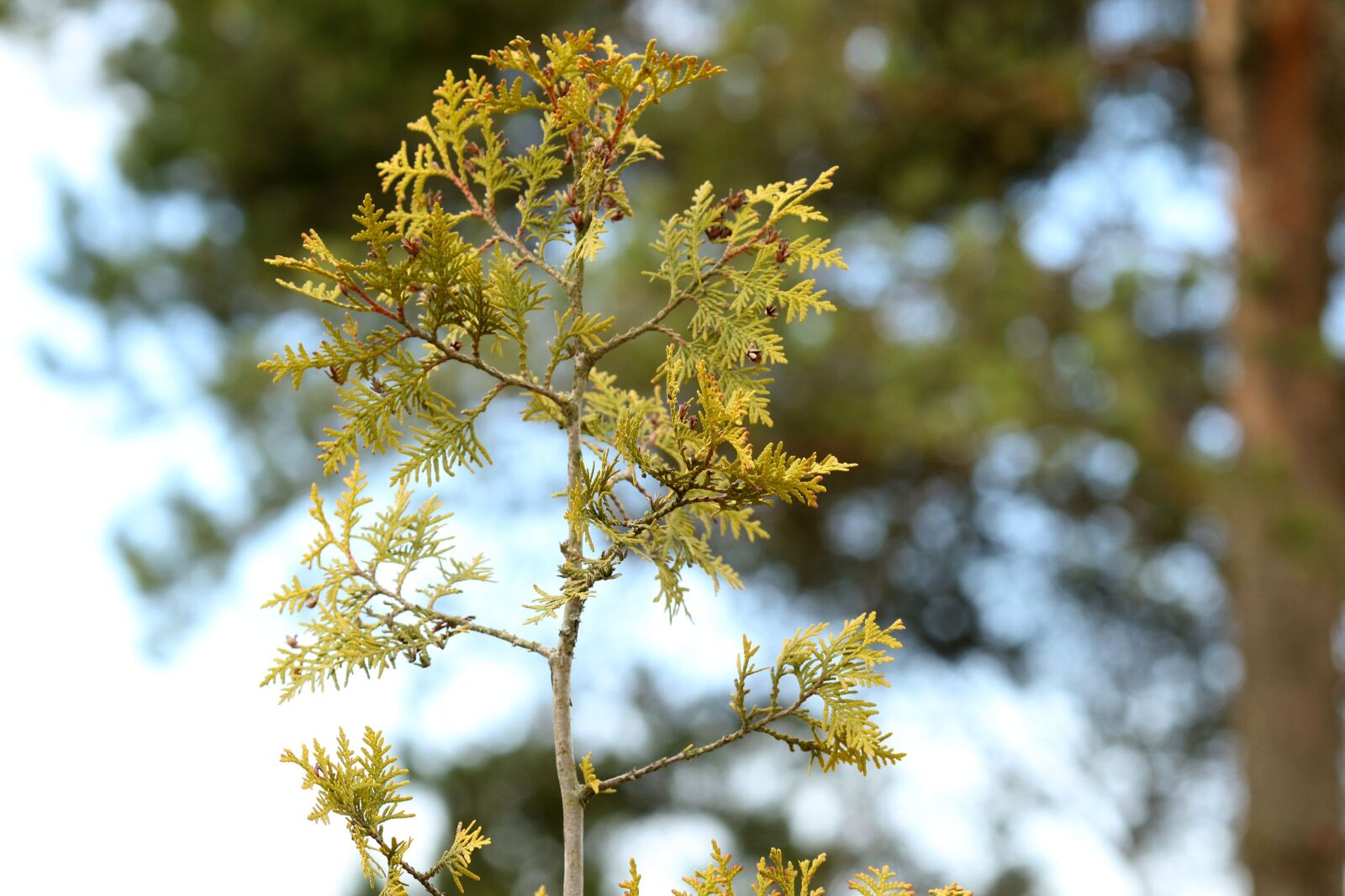 Canon EOS 7D Mark II + Canon EF 135mm F2L USM sample photo. Tree, nature, spring photography