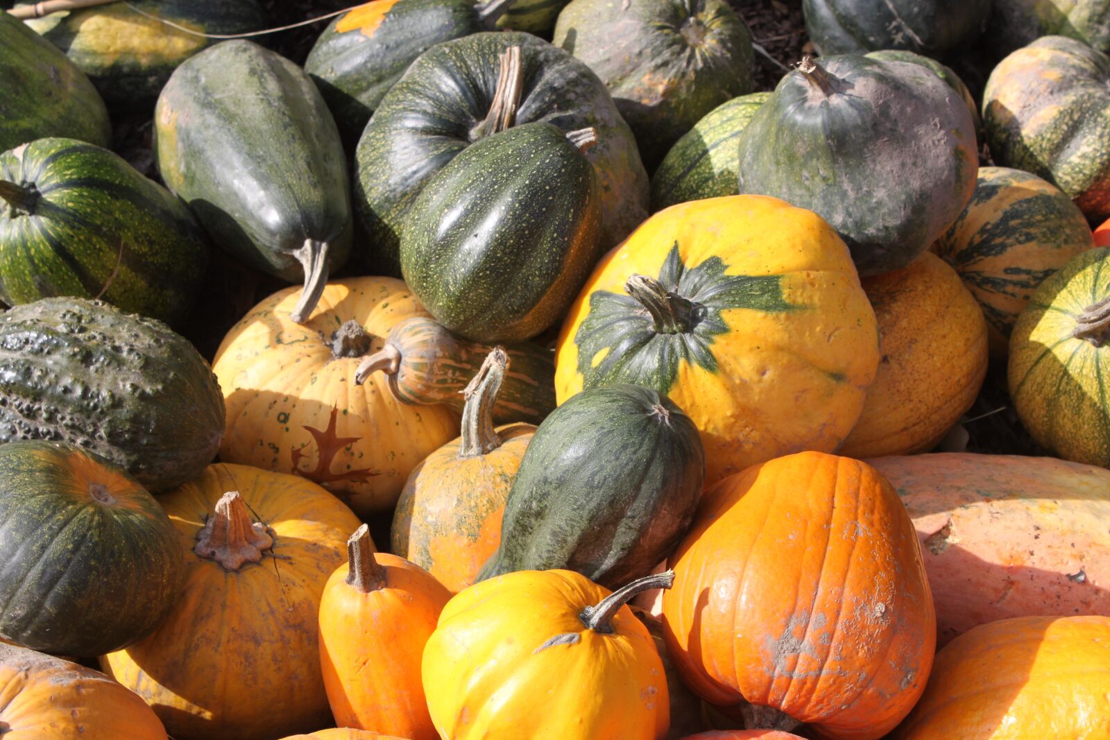 Canon EOS 500D (EOS Rebel T1i / EOS Kiss X3) sample photo. Pumpkins, collections, autumn photography