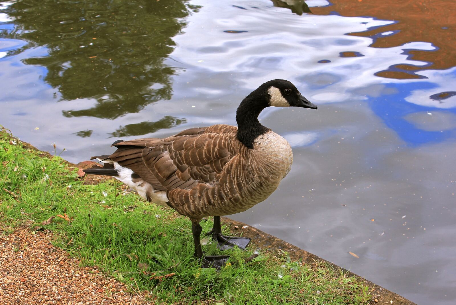 Canon EOS 550D (EOS Rebel T2i / EOS Kiss X4) sample photo. Goose, nature, wild photography