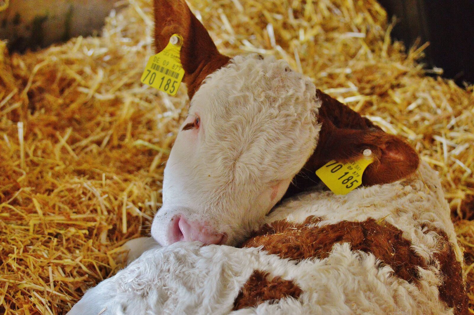 Nikon D3200 sample photo. Calf, cow, young animal photography
