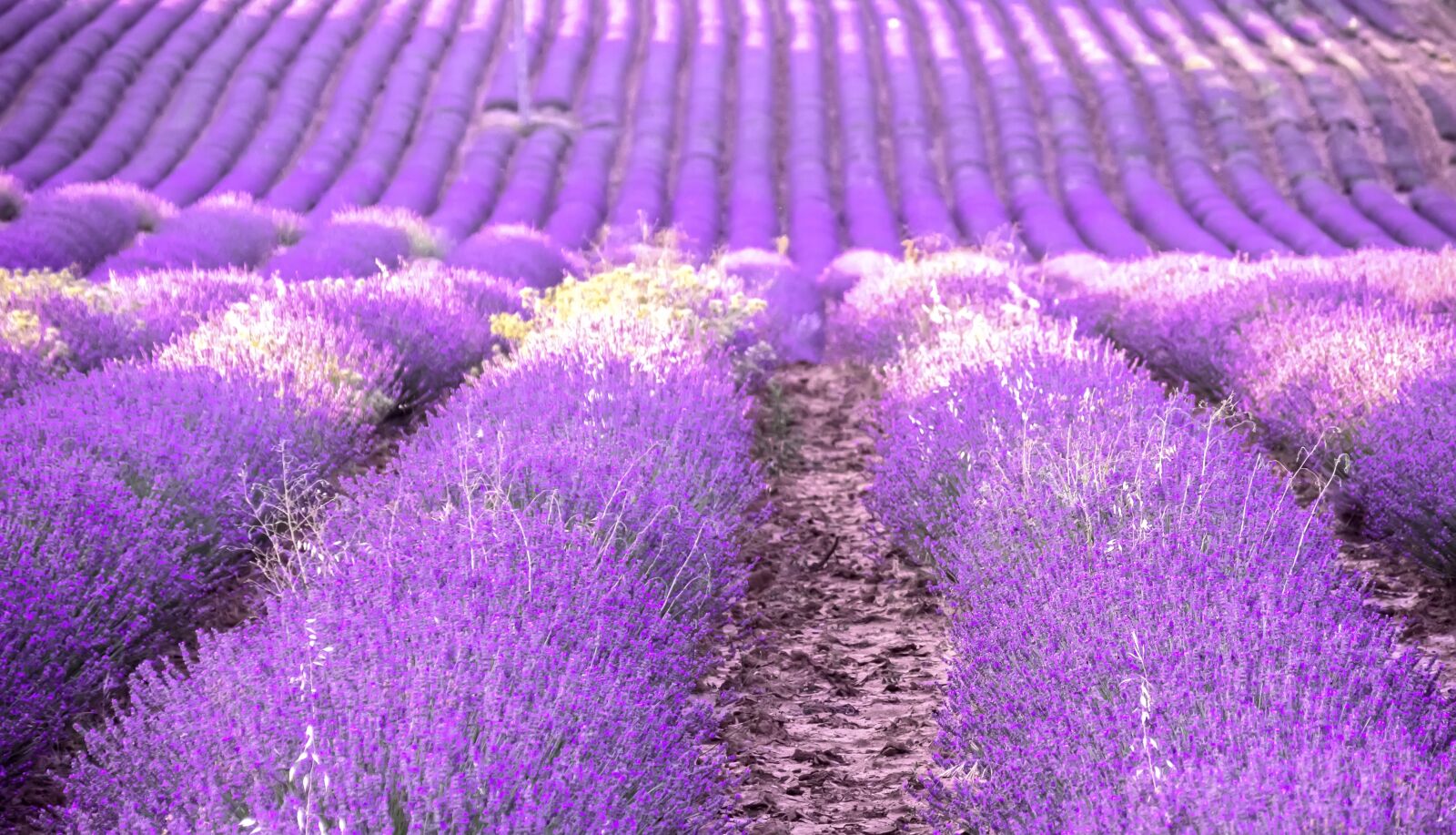 Panasonic Lumix DMC-GX8 sample photo. Lavender, provence, field photography