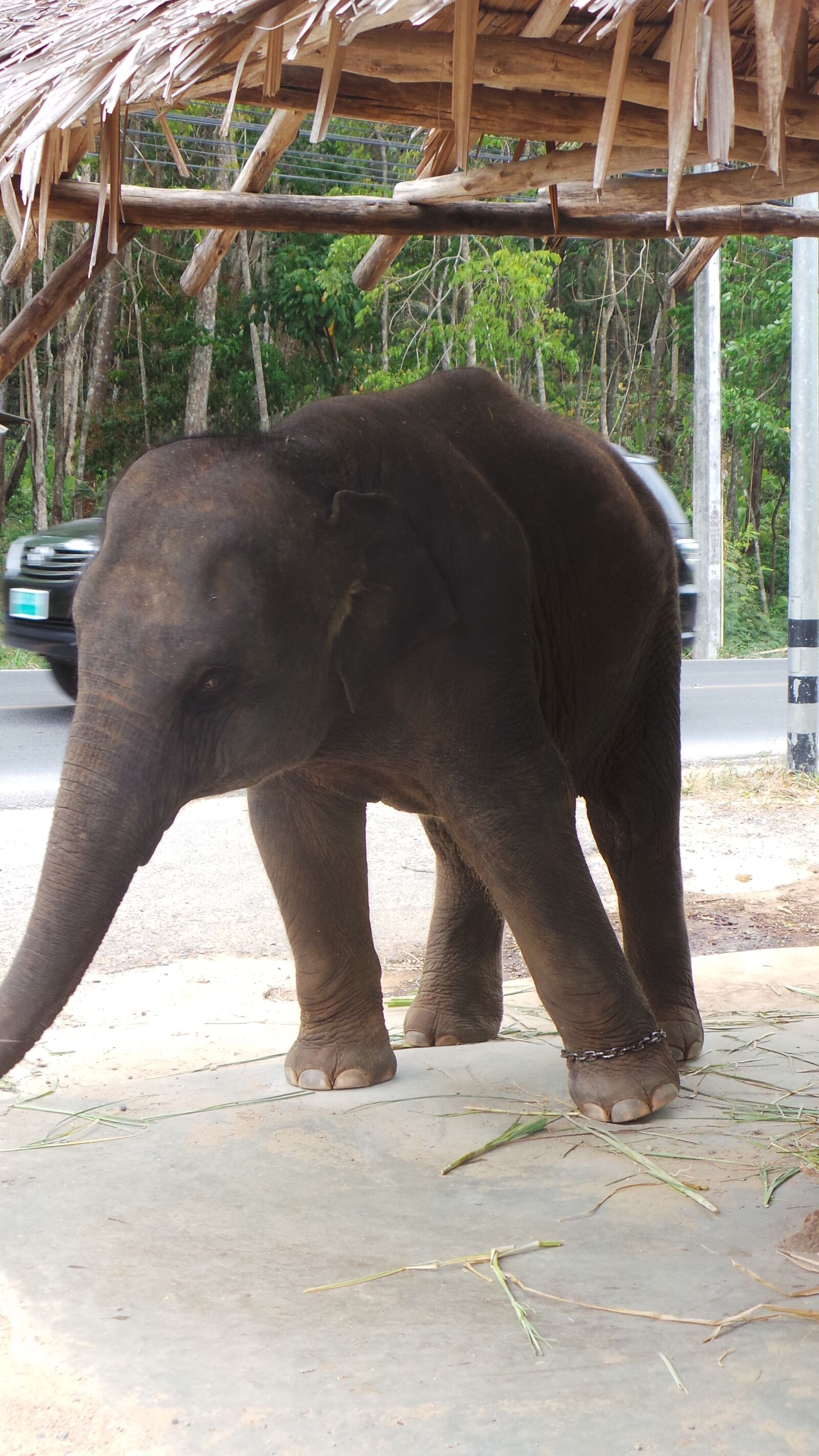 Samsung EK-GC100 sample photo. Elephant, phuket, animal photography