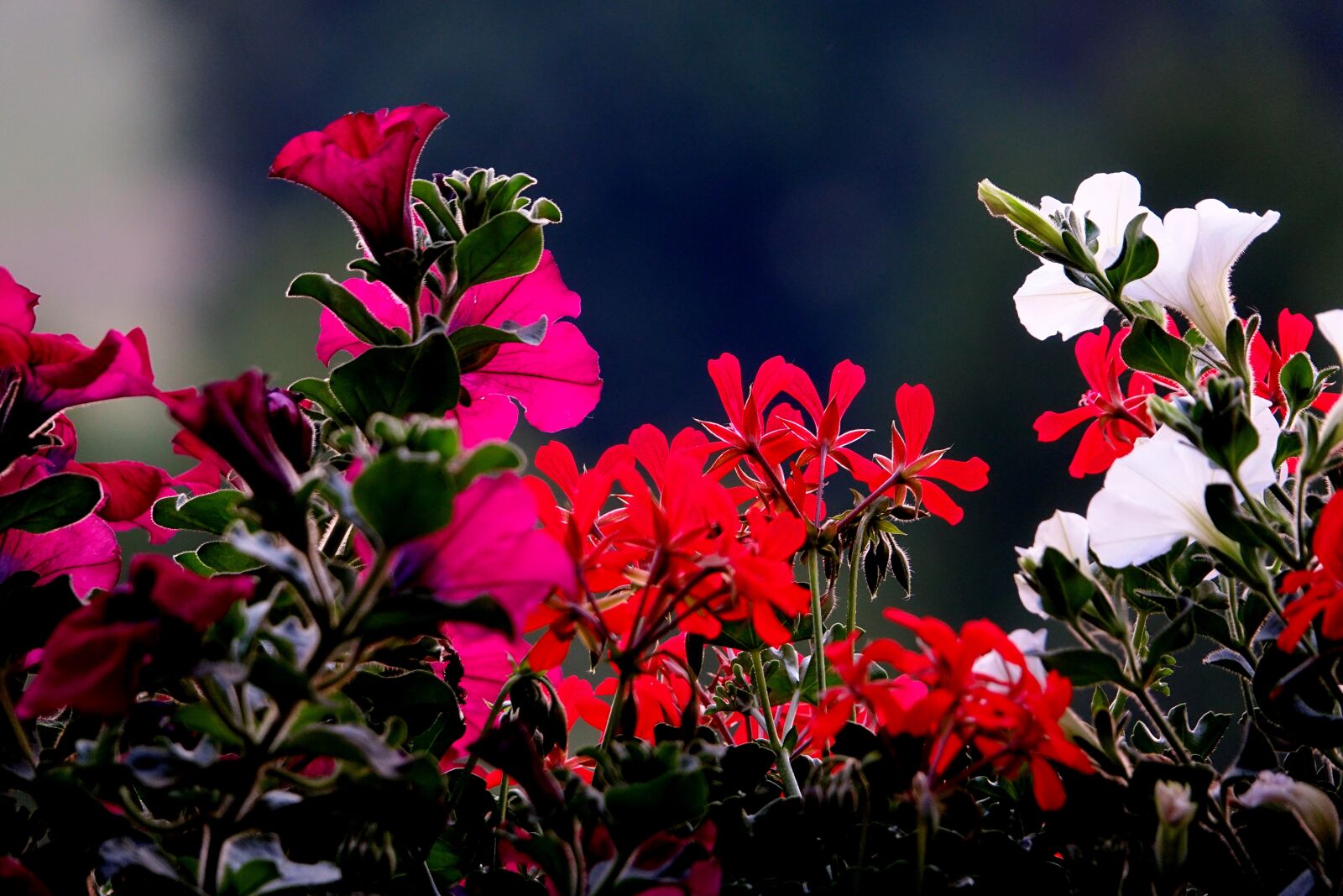 Sony Cyber-shot DSC-RX10 III sample photo. Flower, balcony plants, backlighting photography