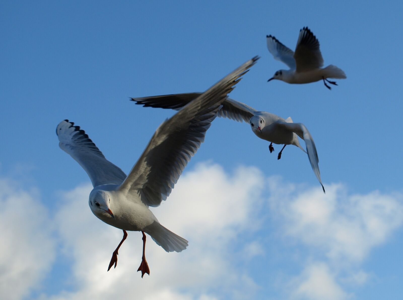 Olympus E-510 (EVOLT E-510) sample photo. Seagull, black headed gull photography