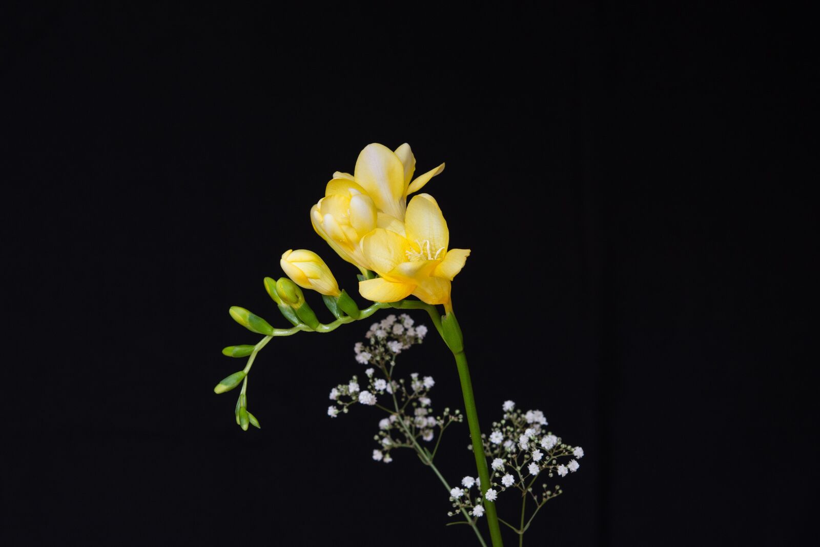 Nikon D7100 sample photo. Flowers, yellow flowers, freesia photography