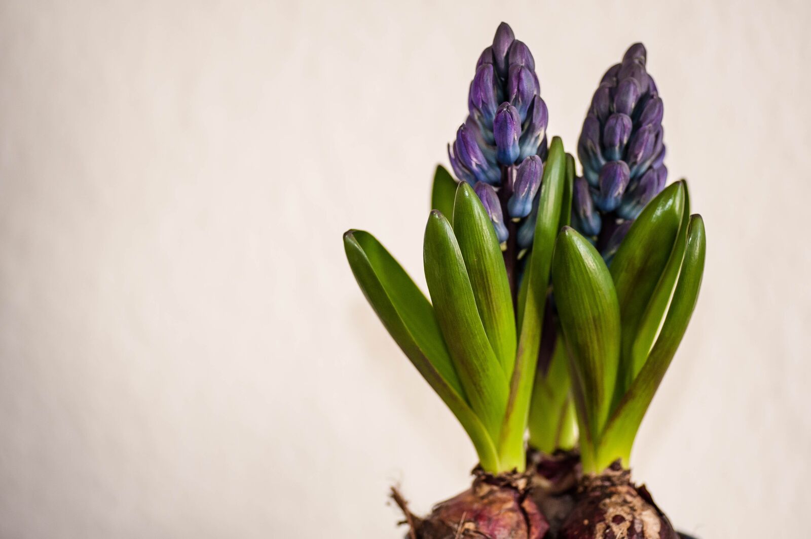 Nikon D700 sample photo. Early bloomer, plant, background photography