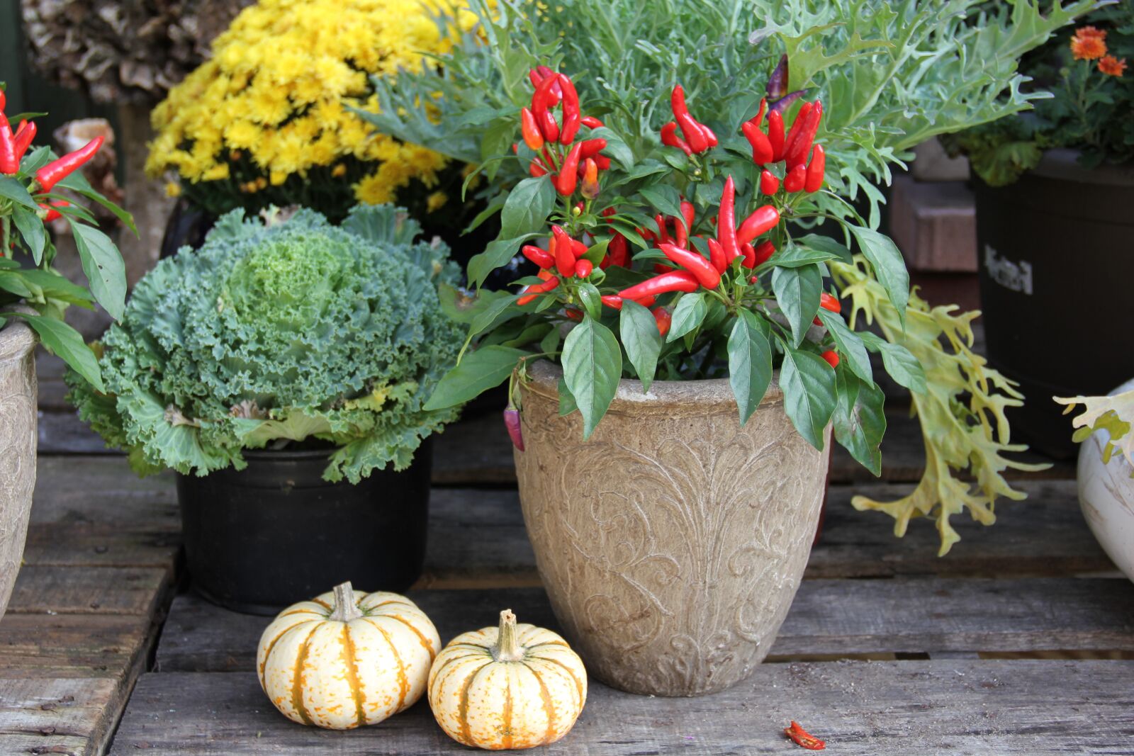 Canon EOS 550D (EOS Rebel T2i / EOS Kiss X4) sample photo. Fall, pumpkins, peppers photography
