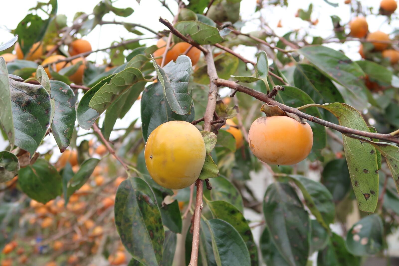 Canon PowerShot G7 X Mark II sample photo. Persimmon, it, it is photography