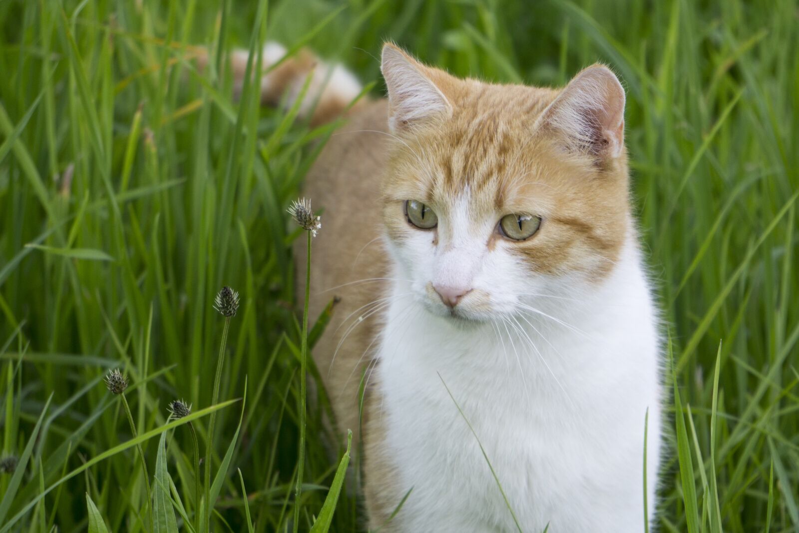 Sony a5100 sample photo. Cat, cat in the photography