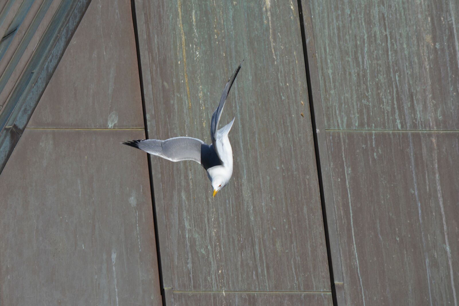 Nikon D5200 sample photo. Seagull, fly, bird photography