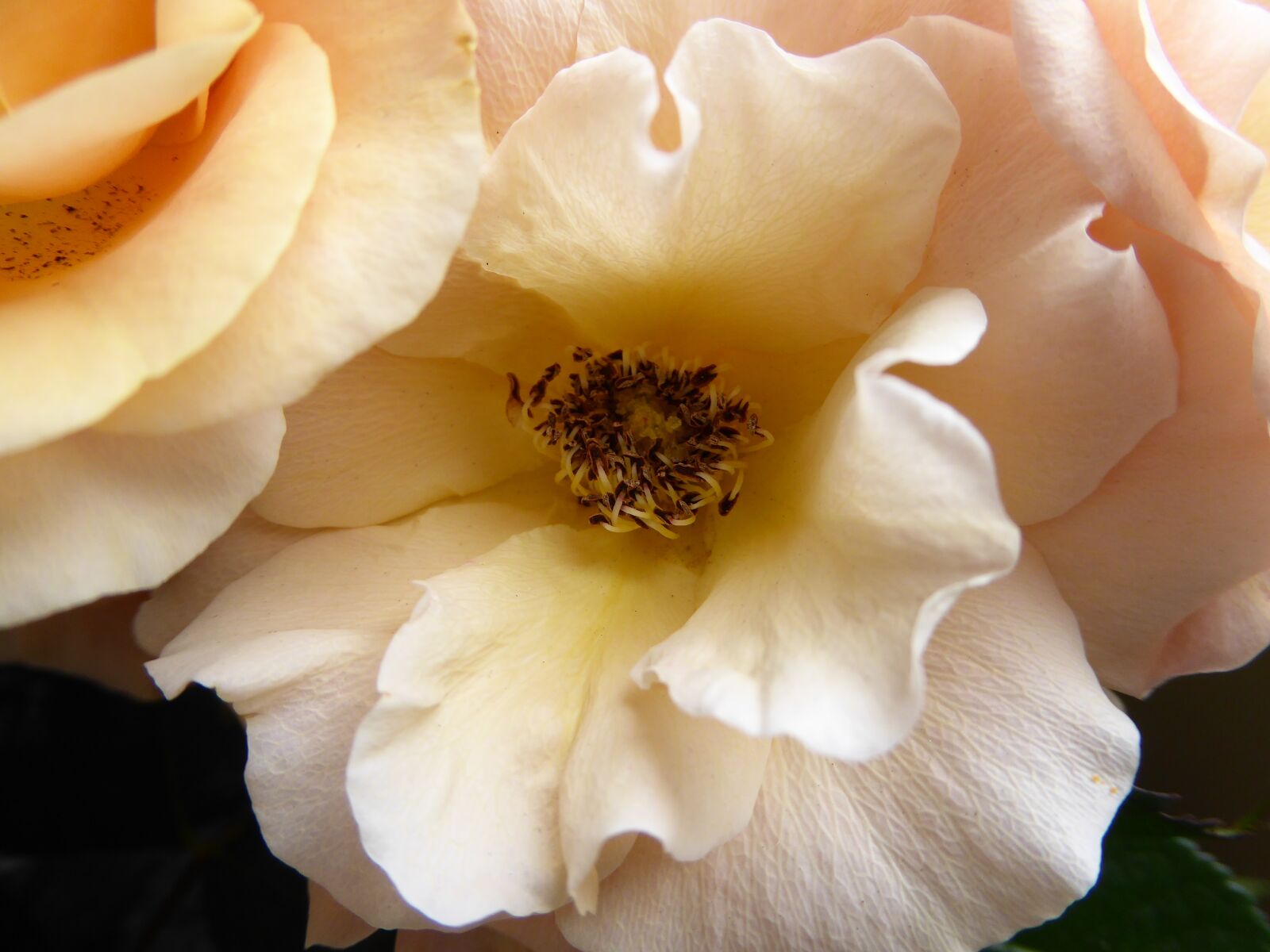 Panasonic DMC-TZ61 sample photo. Blossom, bloom, rose photography