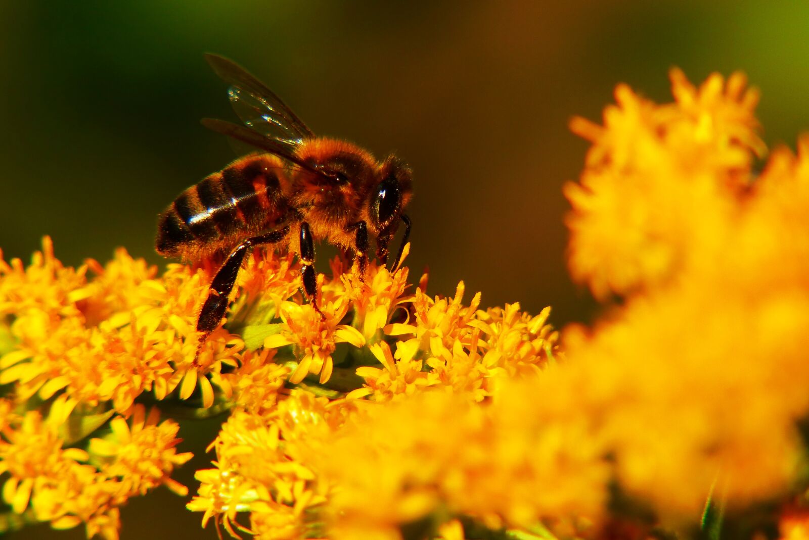 Panasonic Lumix DMC-FZ200 sample photo. Bee miodna, insect, apiformes photography