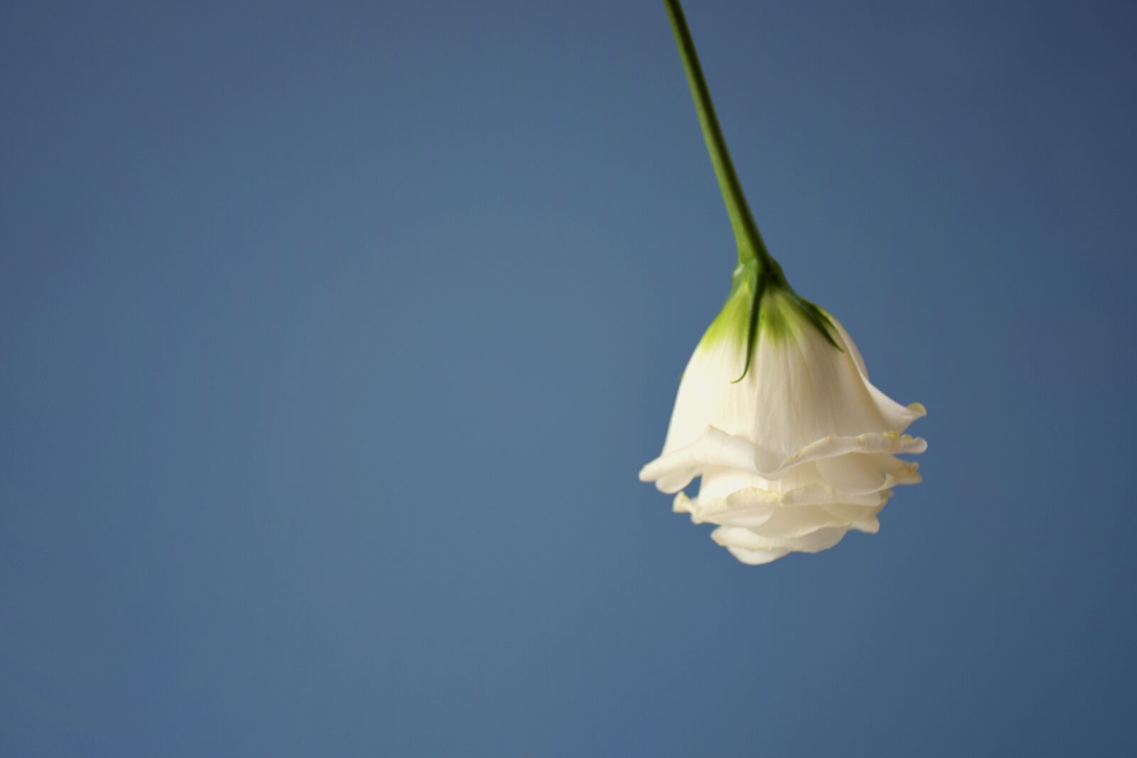 Nikon D5300 sample photo. Flower, still life, solid photography