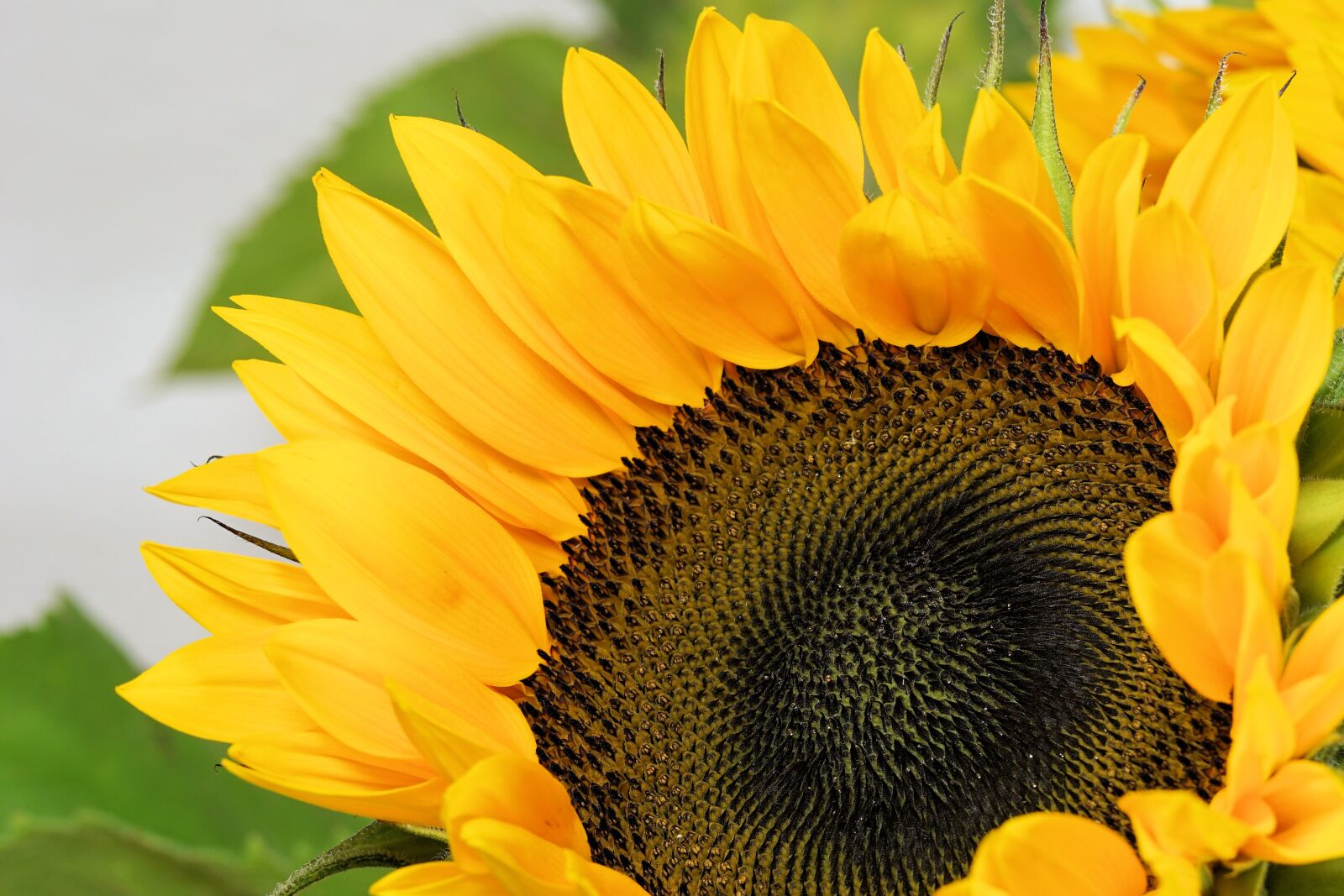 Sony a6000 + E 60mm F2.8 sample photo. Sunflower, flower, blossom photography