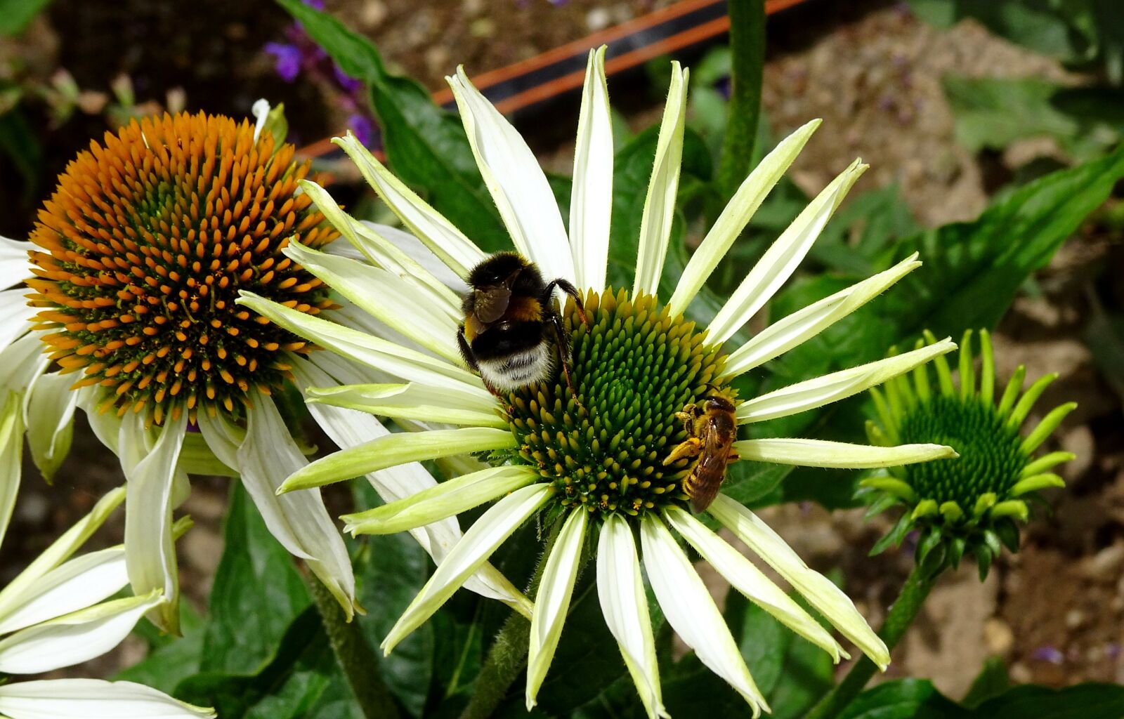 Sony DSC-HX90 sample photo. Flower, bee, hummel photography