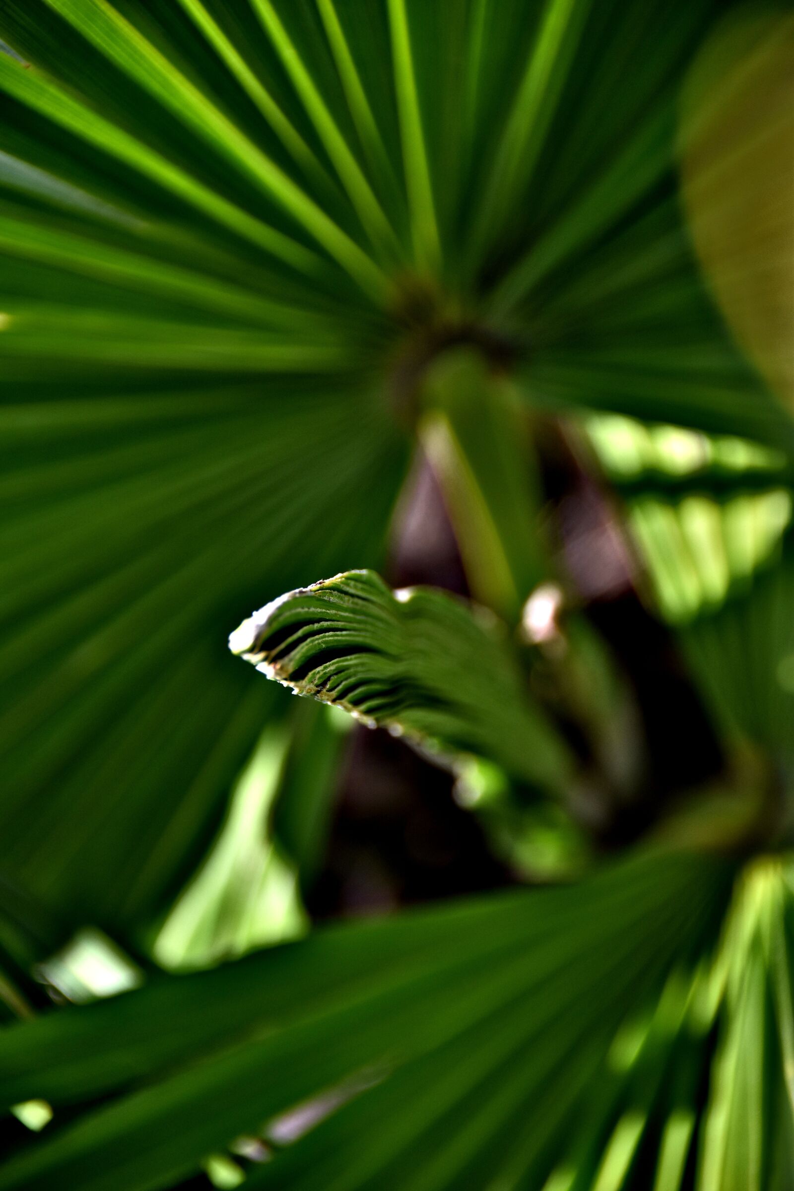 Nikon D5600 sample photo. Plant, palm, green photography