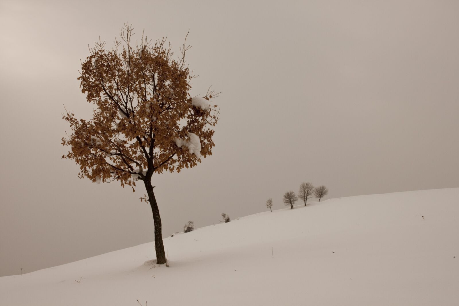 Canon EOS 500D (EOS Rebel T1i / EOS Kiss X3) sample photo. Winter, snow, tree photography