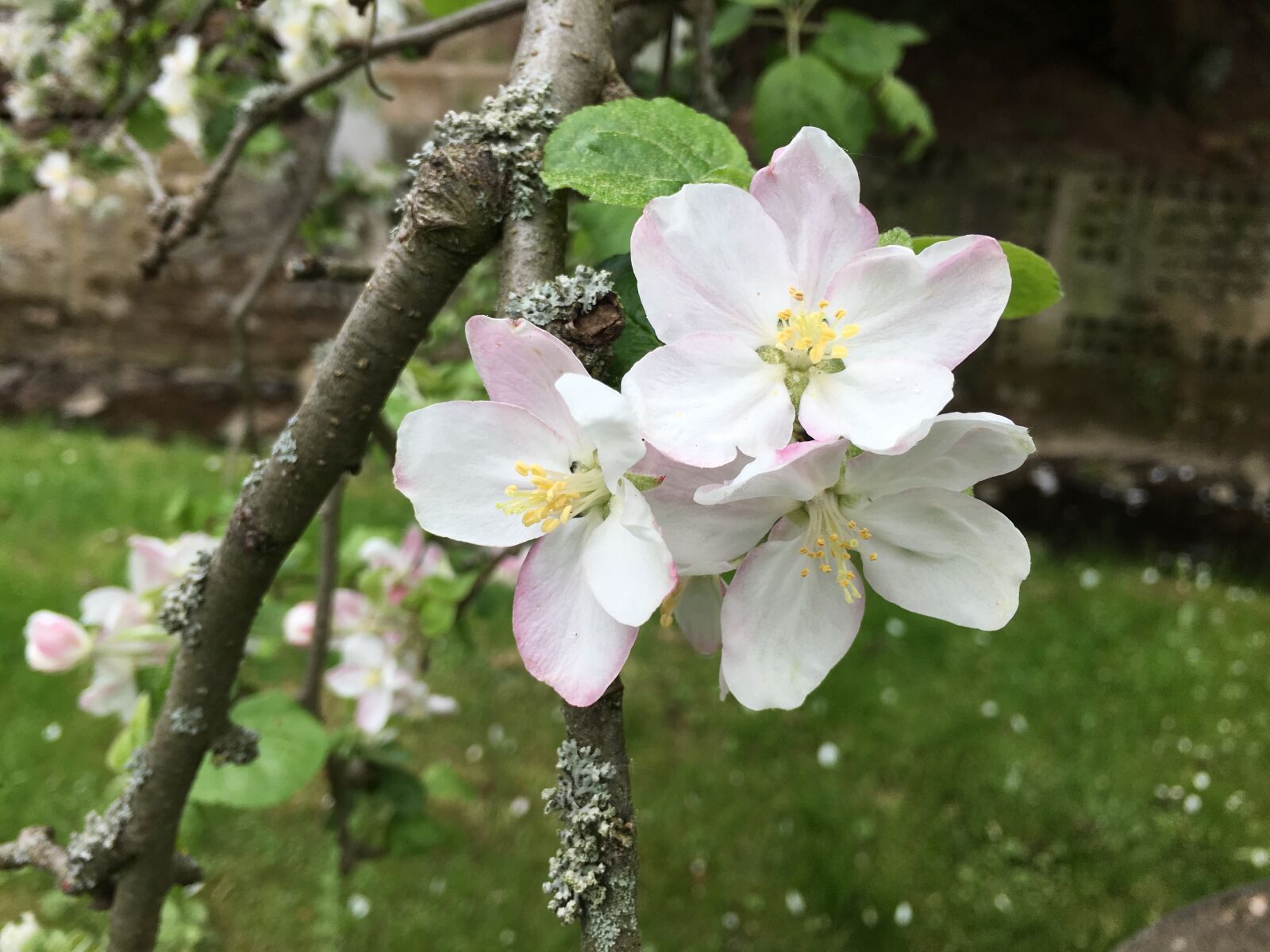 Apple iPhone 6s Plus sample photo. Flower, nature, tree photography