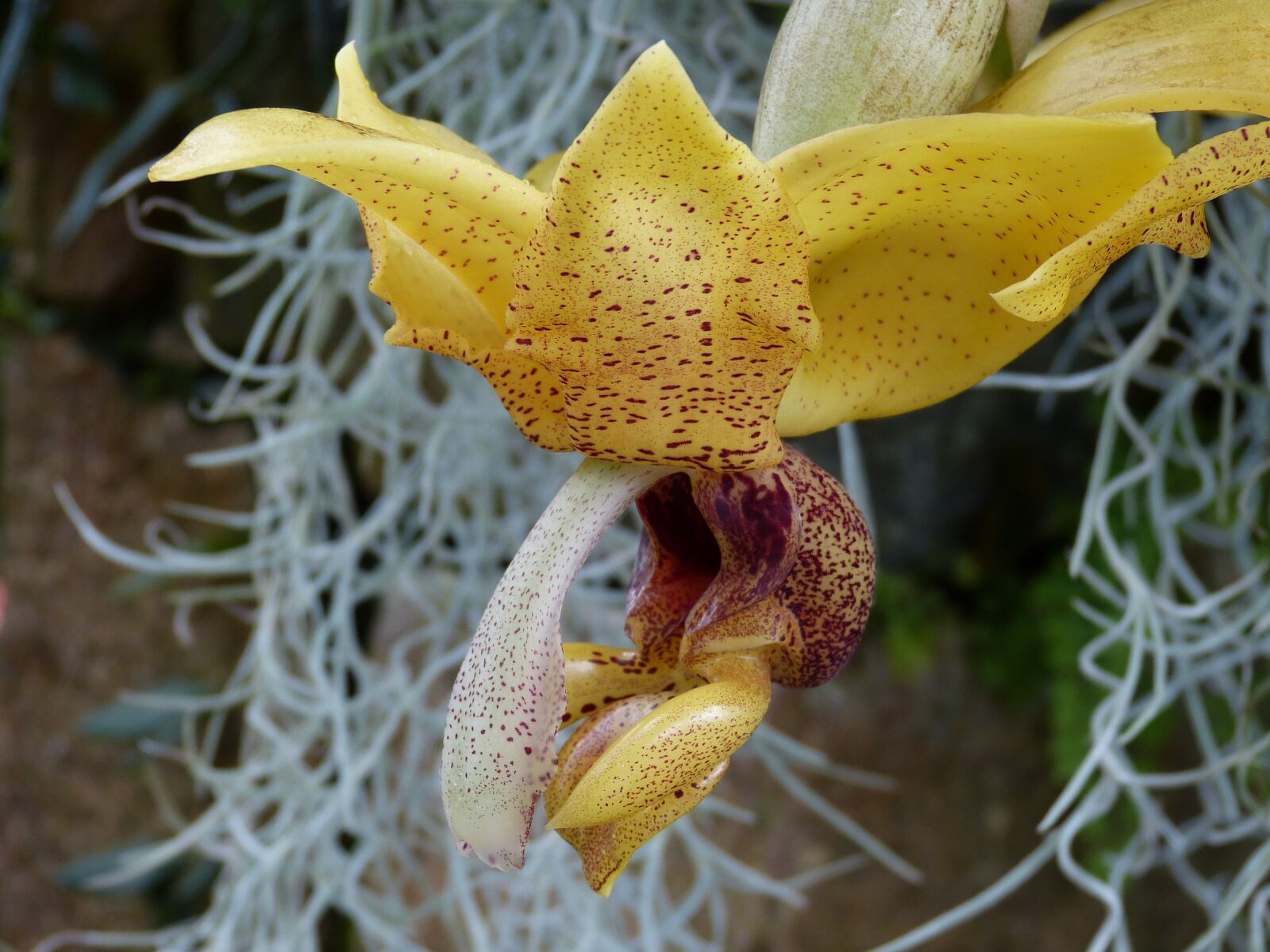 Panasonic Lumix DMC-FZ150 sample photo. Orchid, flower, blossom photography