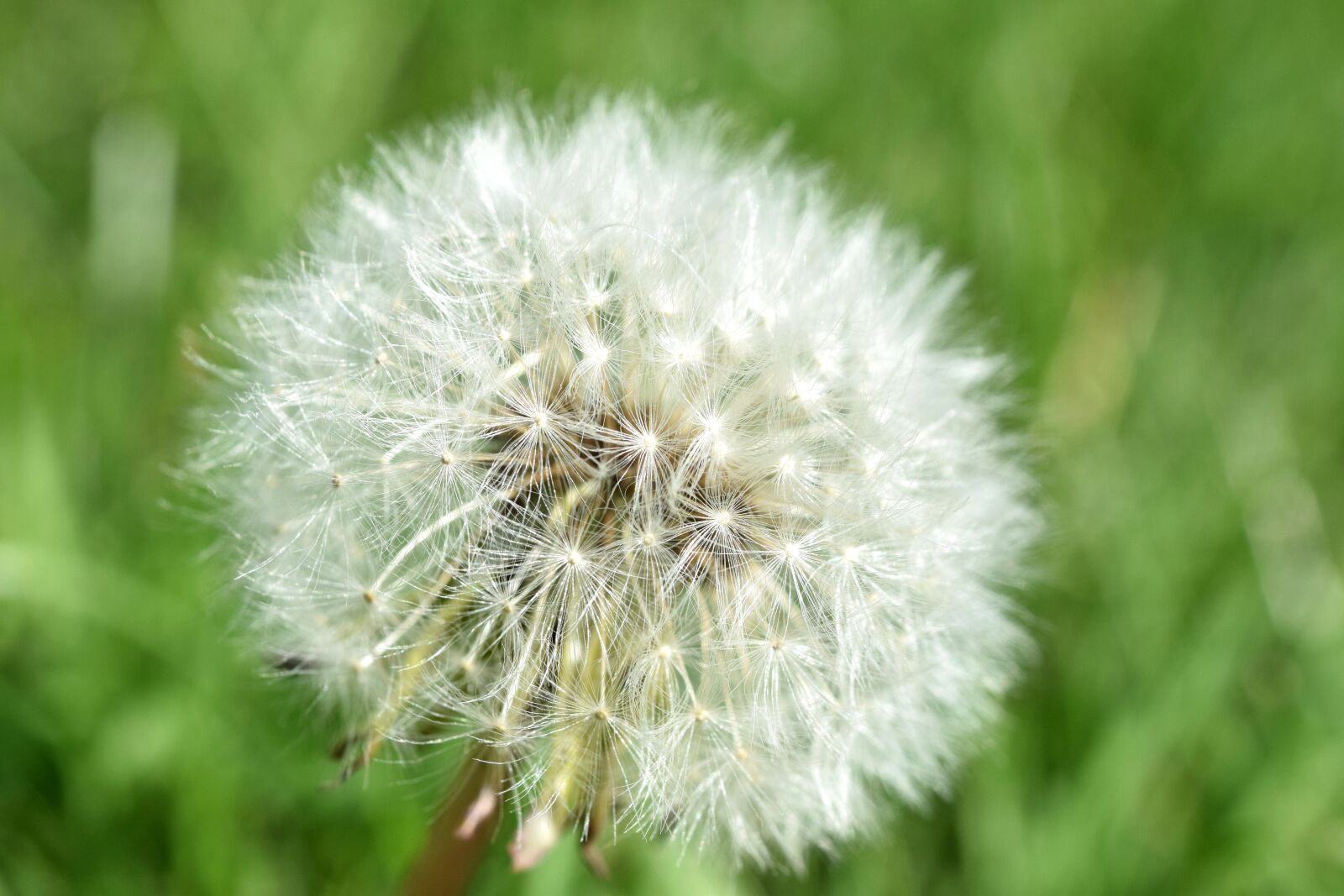 Nikon D5300 sample photo. Dandelion, flower, nature photography
