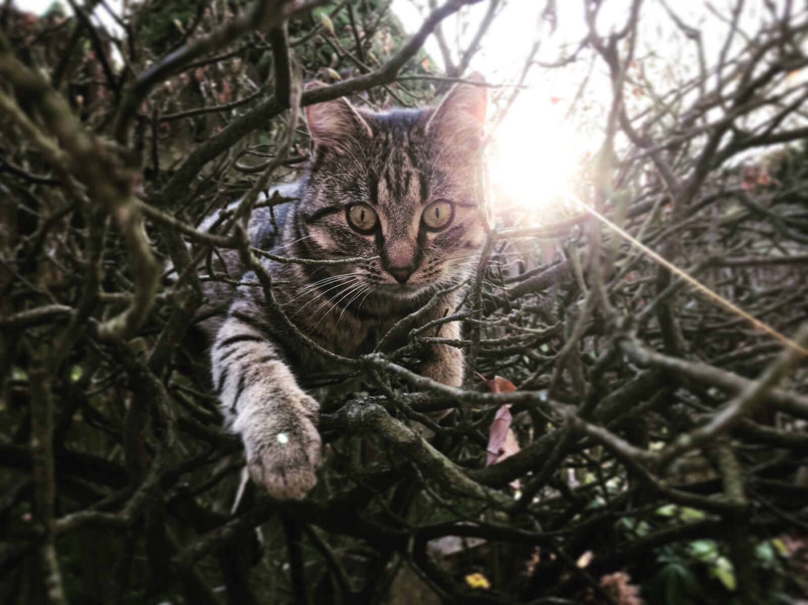 iPhone 7 back camera 3.99mm f/1.8 sample photo. Cat, tomcat, animal photography